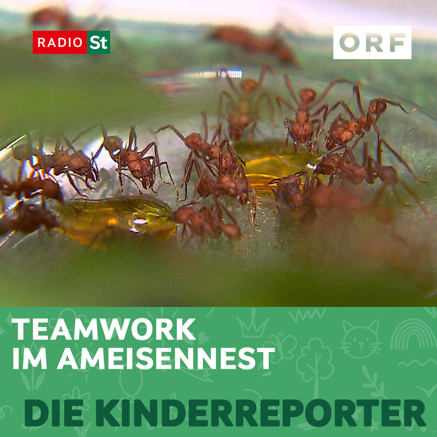 Teamwork im Ameisennest