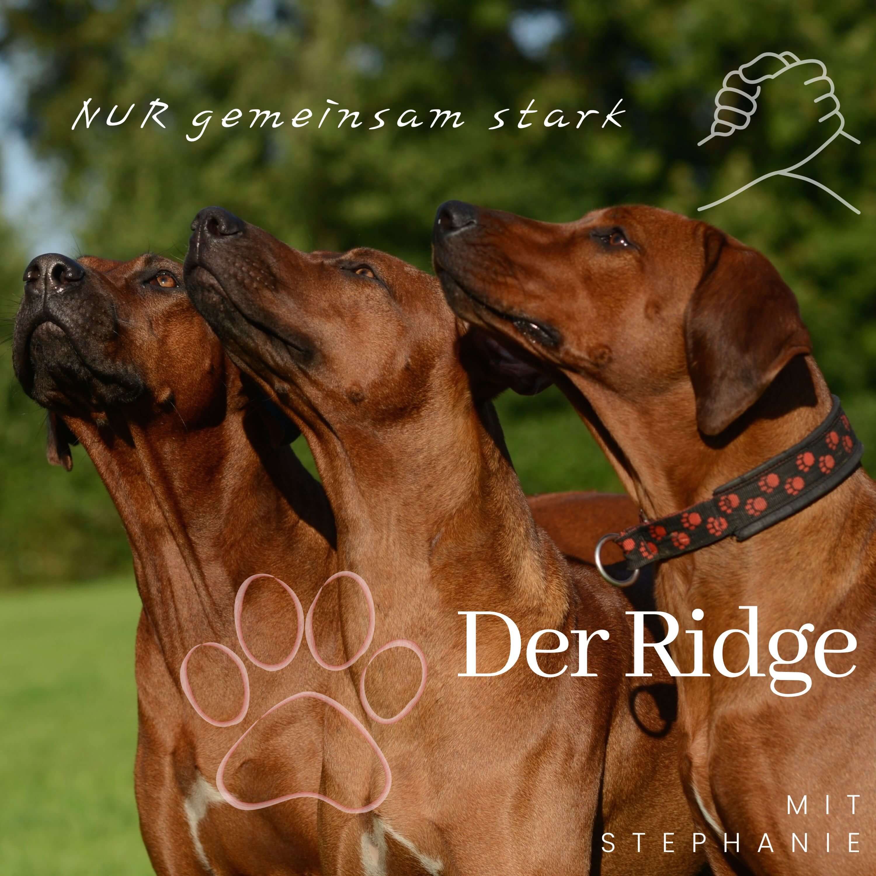 Teil 1 - Der Ridge - Dermoid Sinus - Qualzucht