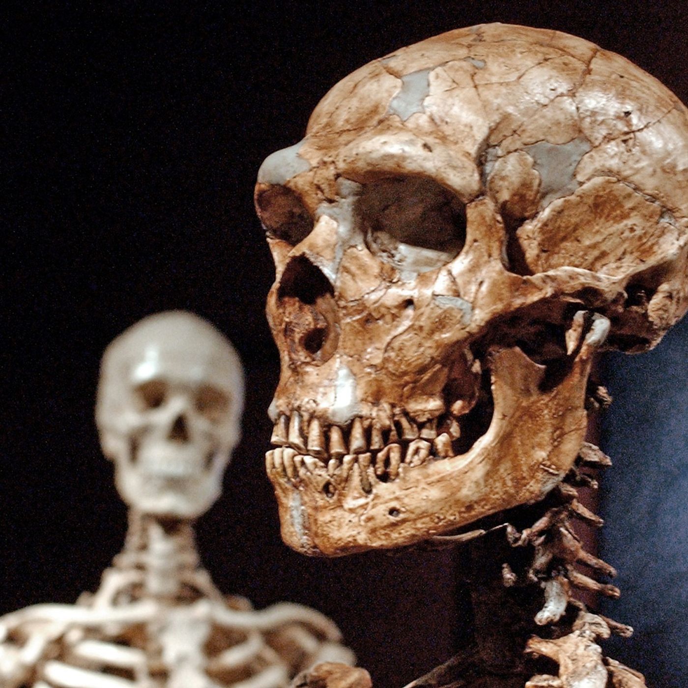 The Sunday Daily: We Underestimated the Neanderthal