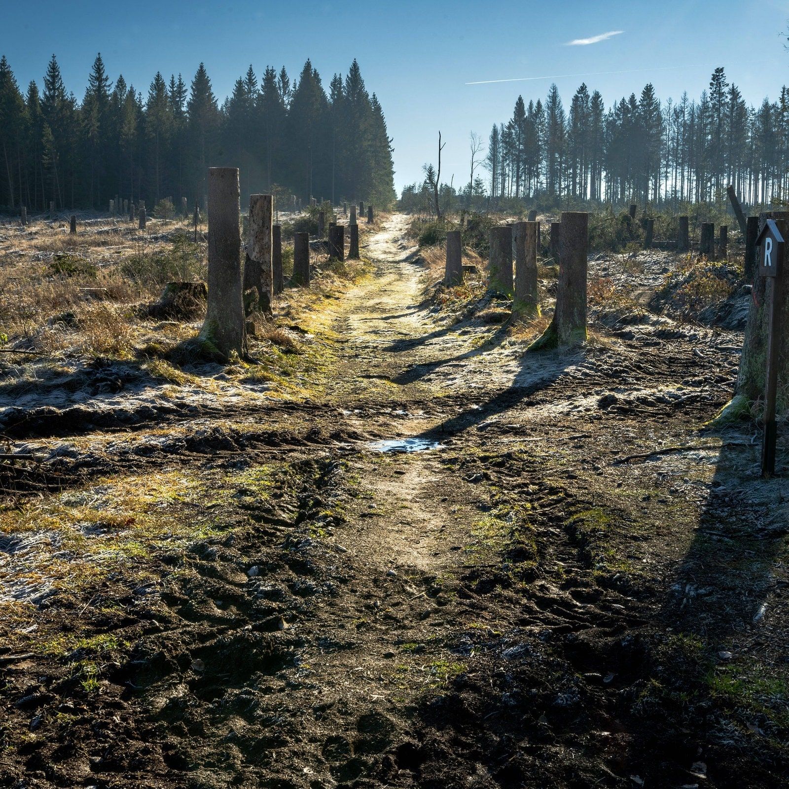 Thüringens Wälder trotz Fortschritten weiter an Belastungsgrenze