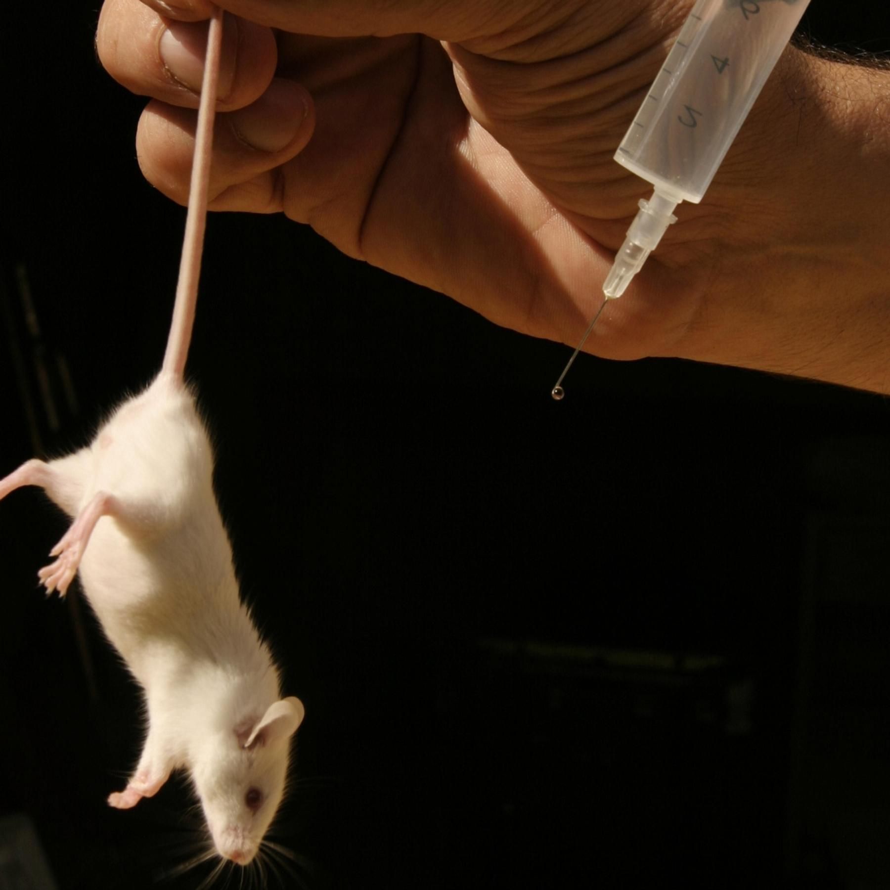 Tiere als Blutfabriken - Geht's auch anders?