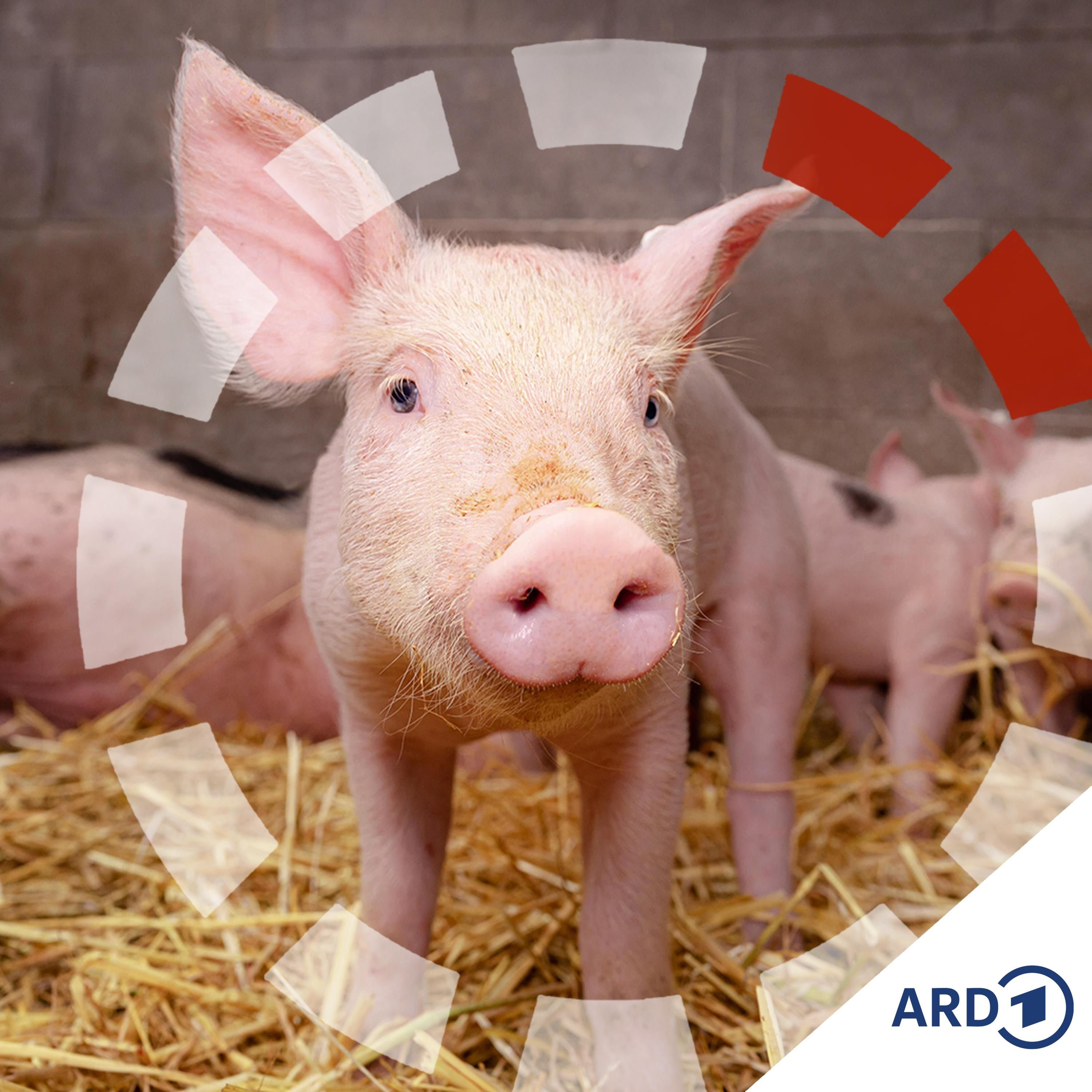 Tierhaltung soll besser werden, nur... keiner traut sich so richtig