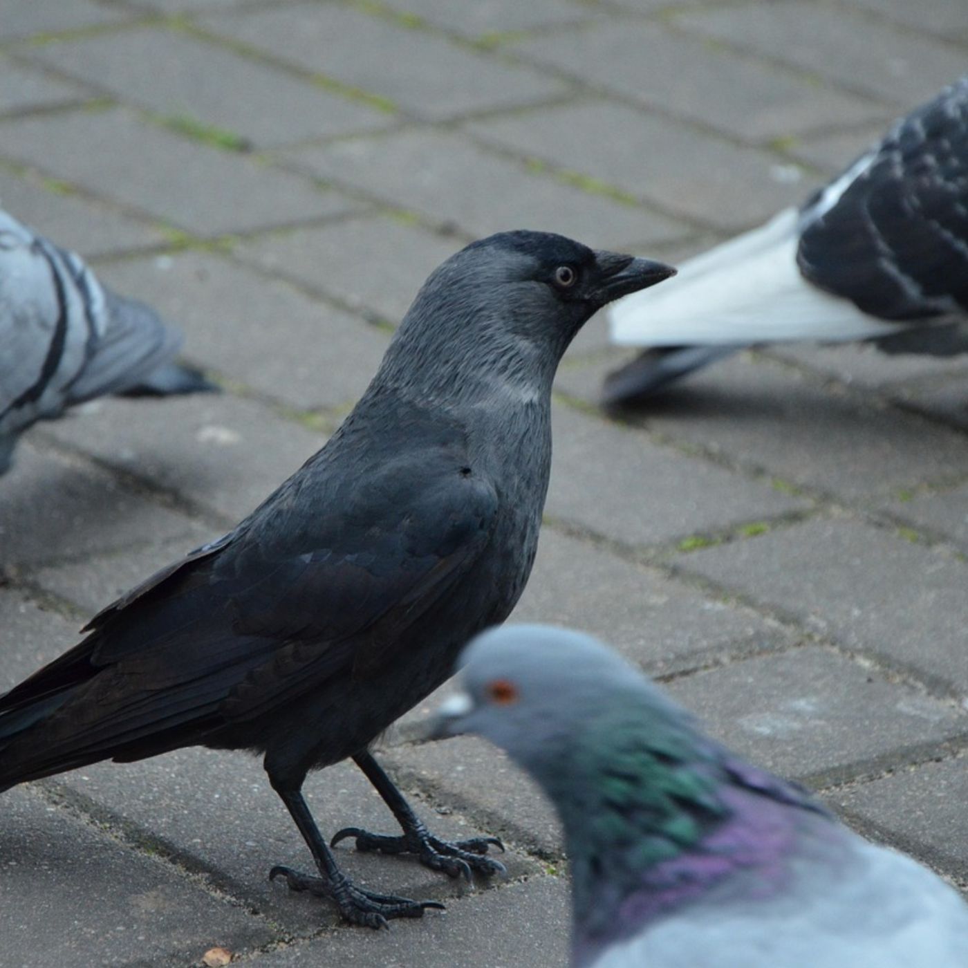 Tierheim Berlin meistert Newcastle-Quarantäneode