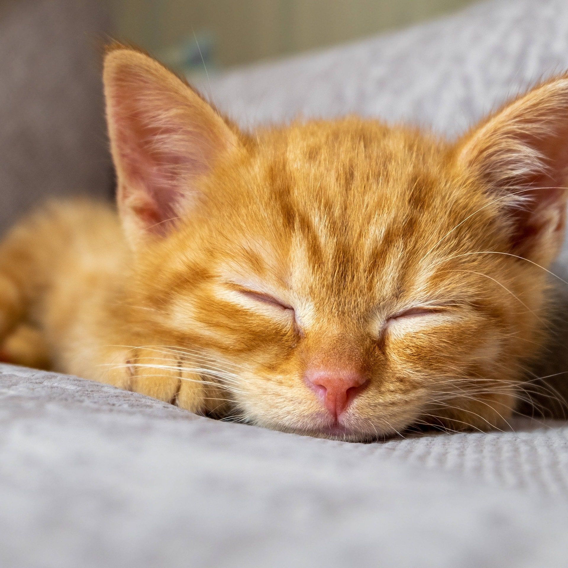 Tierisch müde: Die Schlaf-Geheimnisse von Giraffe, Pinguin & Co.