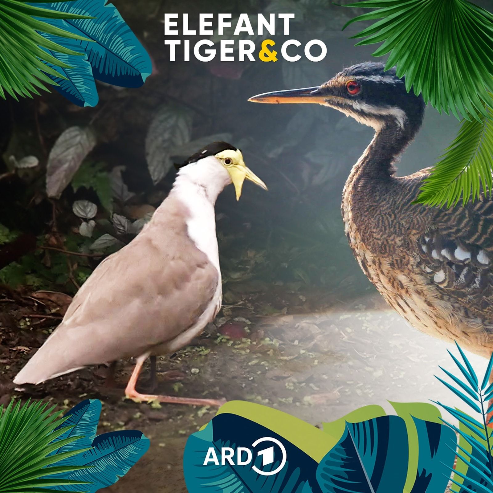 Tierische Neuigkeiten aus der Voliere - die Sonnenralle und der Maskenkiebitz