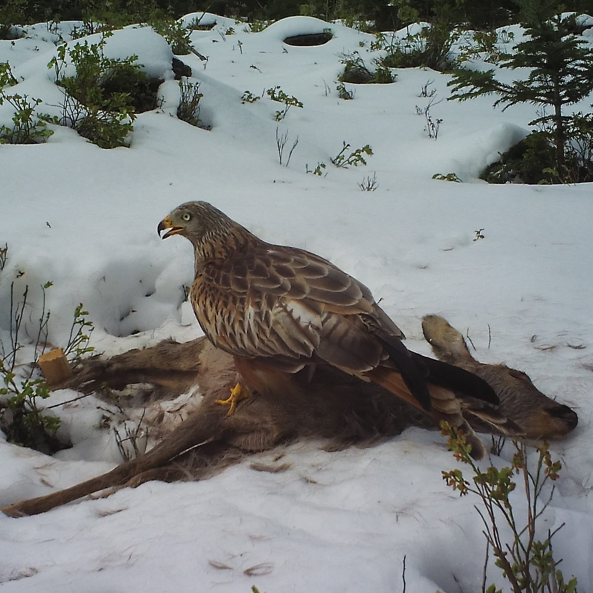 Tierkadaver im Wald können die Artenvielfalt erhöhen
