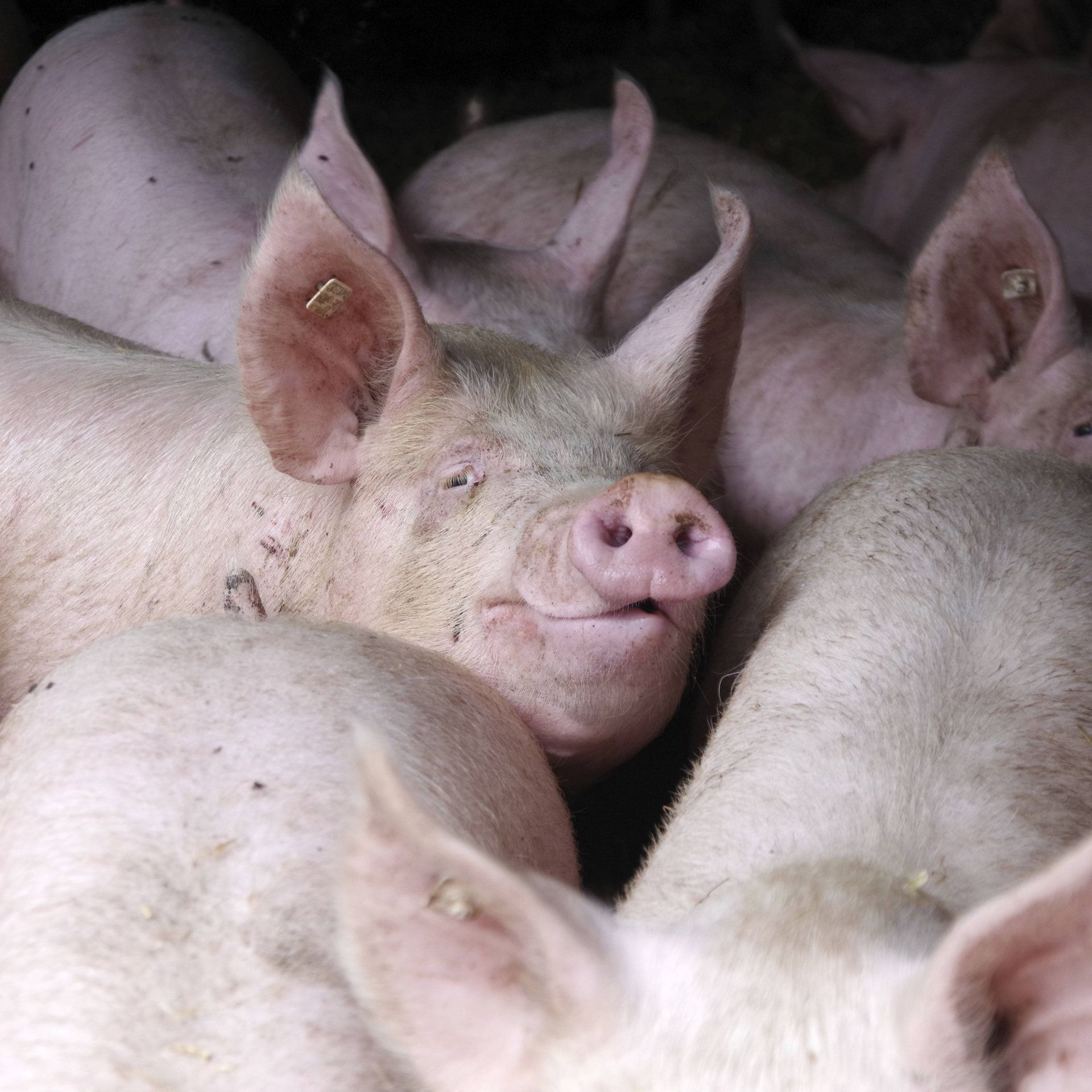 Tierwohlgipfel mit Bundesagrarminister Alois Rainer – Worum geht es?