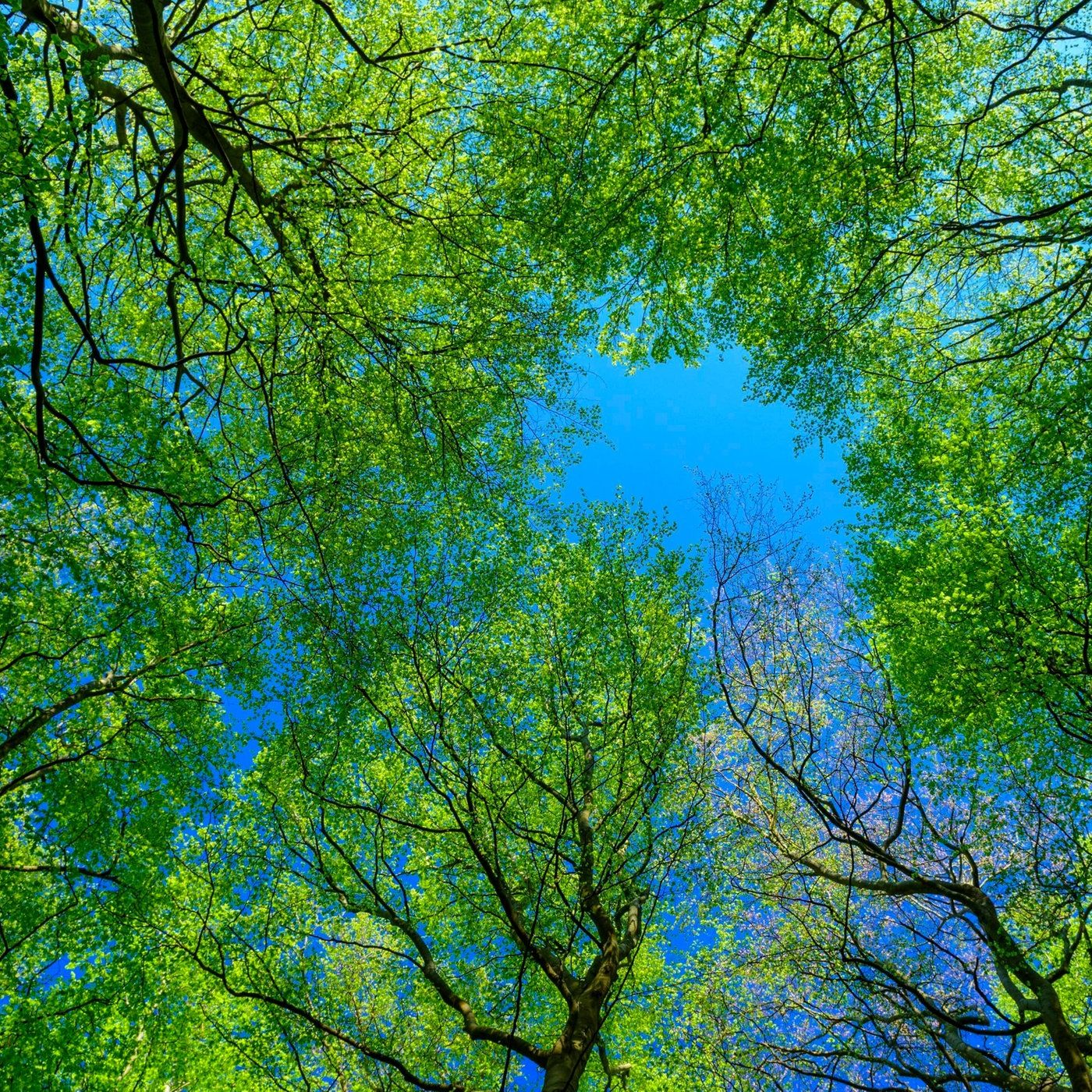 "Tiny Forest": Wenn der Wald in die Stadt kommt