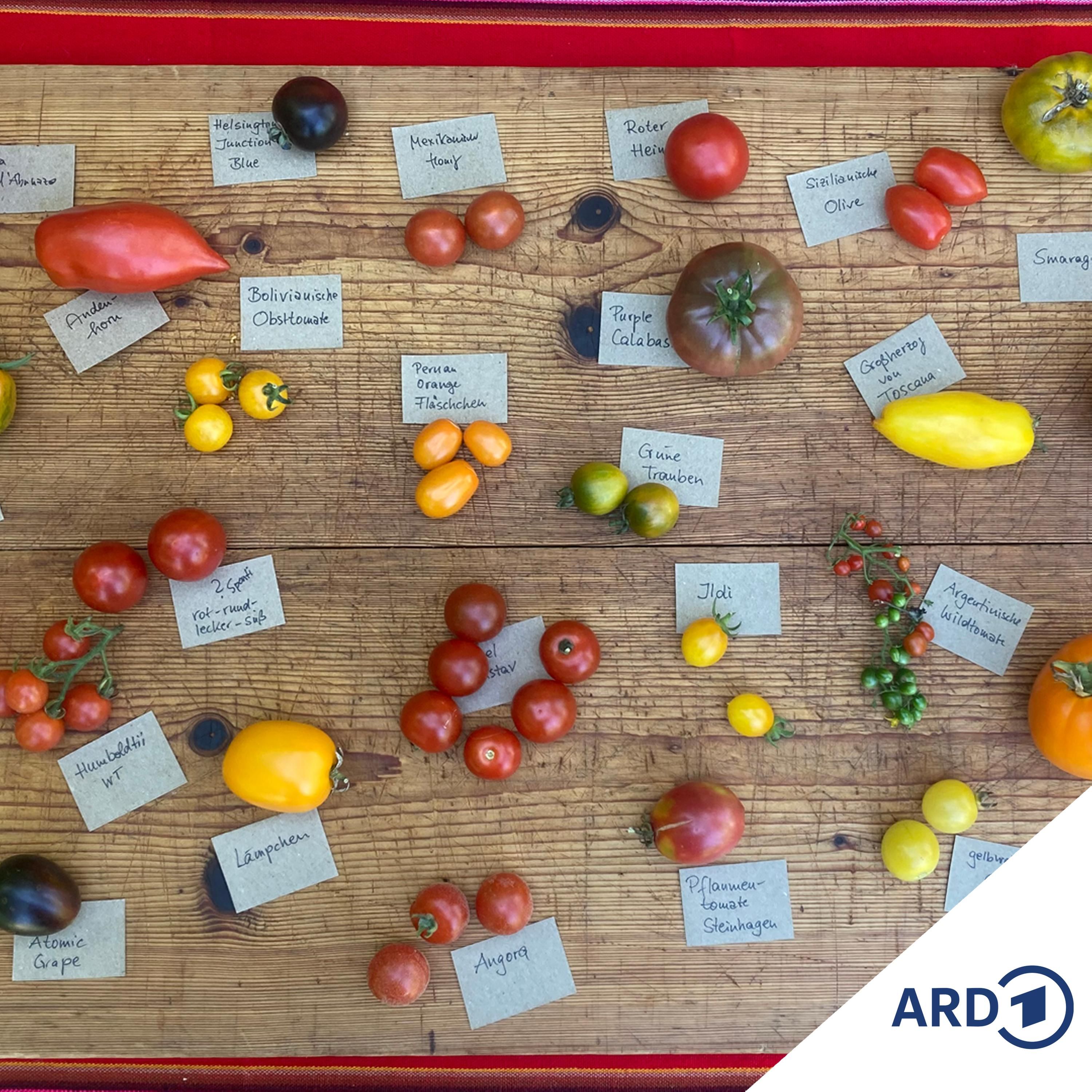 Tomaten auf der Zielgerade: Jetzt noch letzte Pflege-Tipps