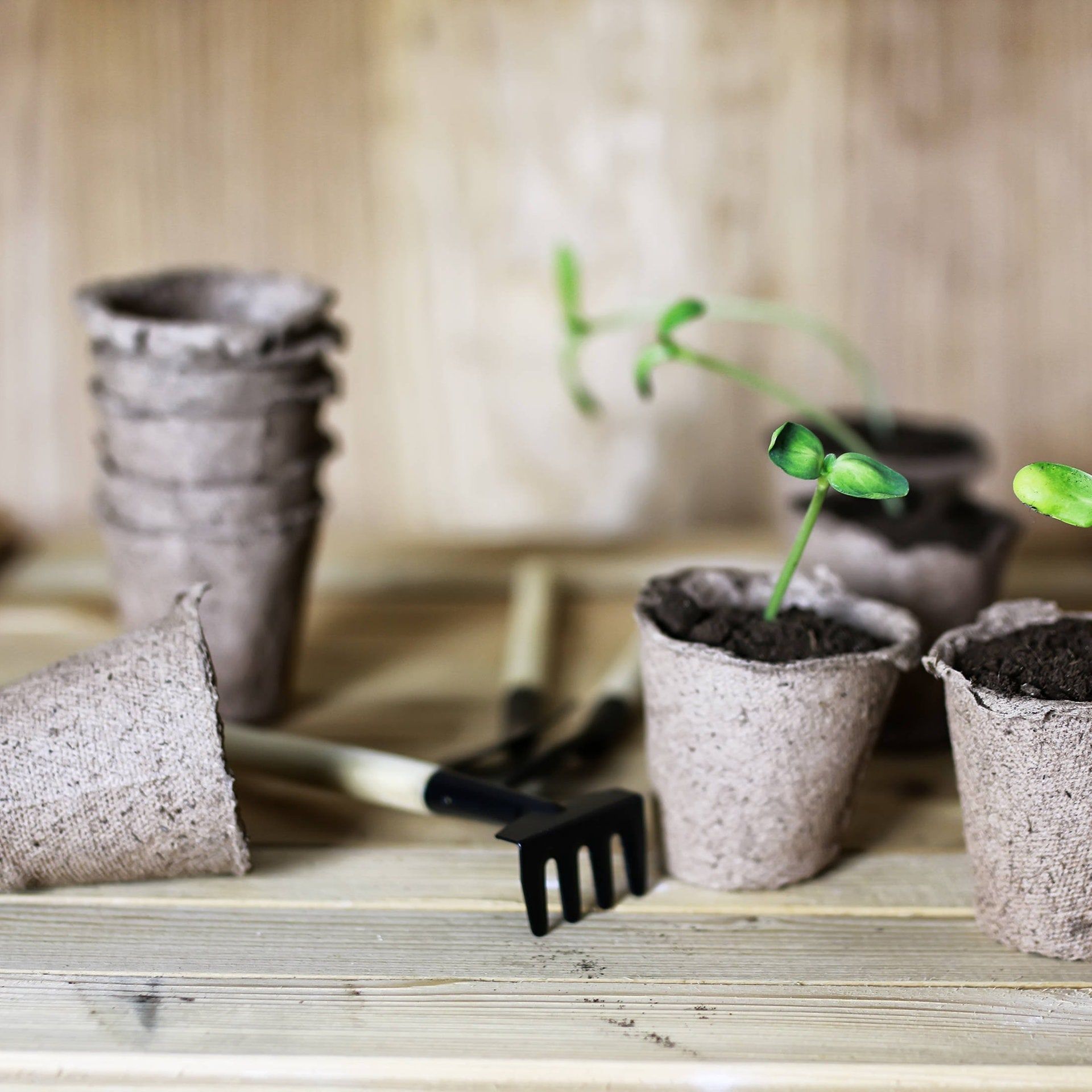 Torffrei gärtnern - Klima schützen