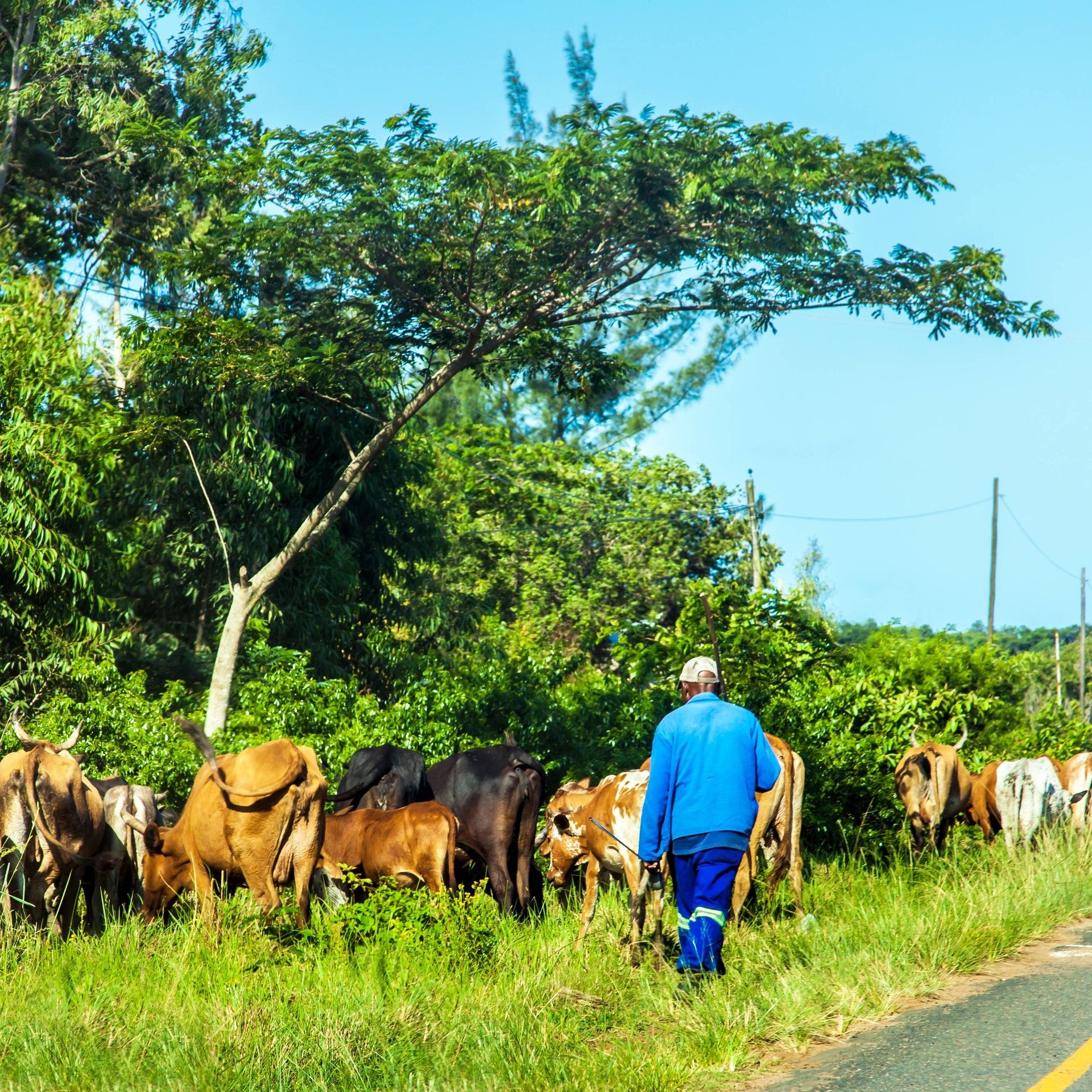Tote Rinder, verzweifelte Landwirte
