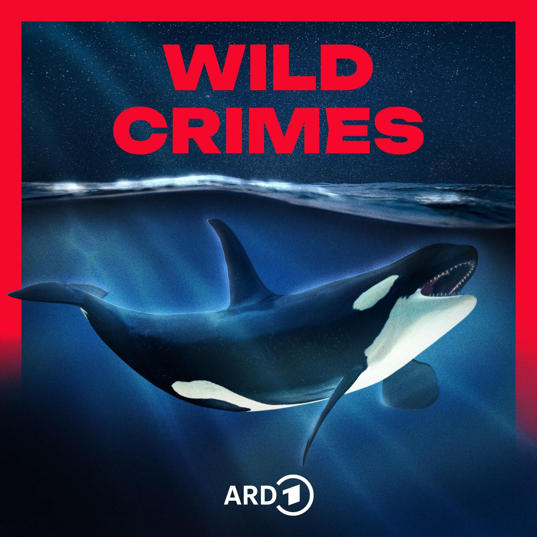 Trailer: Rache der Orcas