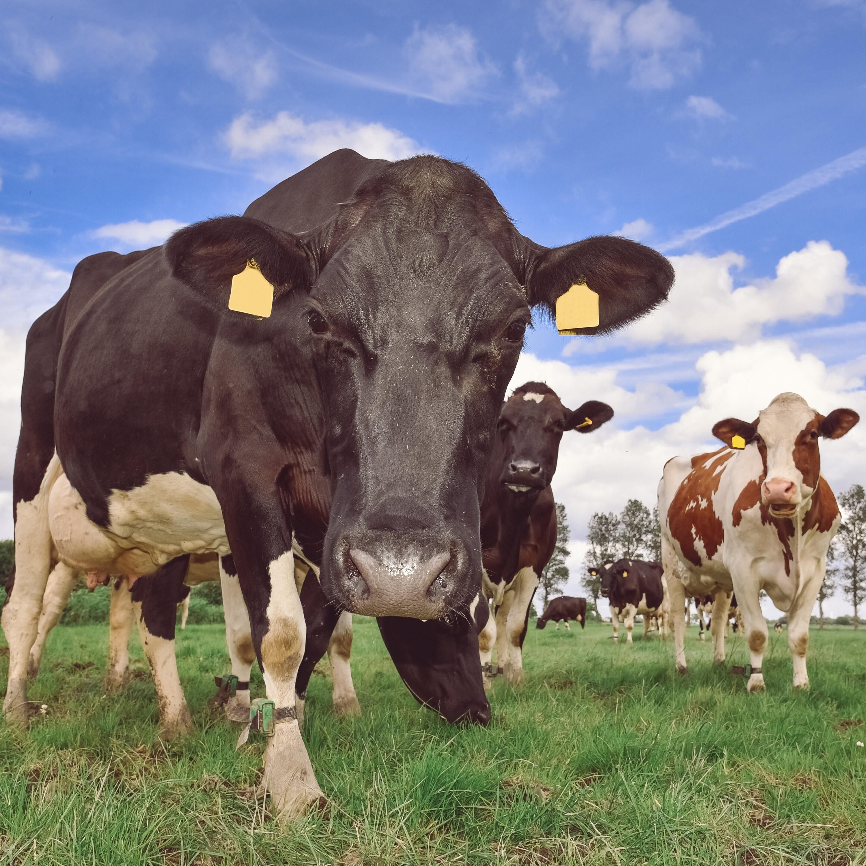 "Trinke den Dreck nicht": Warum Briten massenweise Milch wegkippen