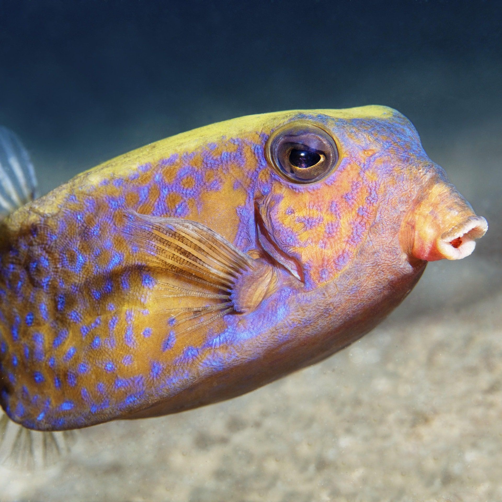 Trinken Fische das Wasser, in dem sie schwimmen?