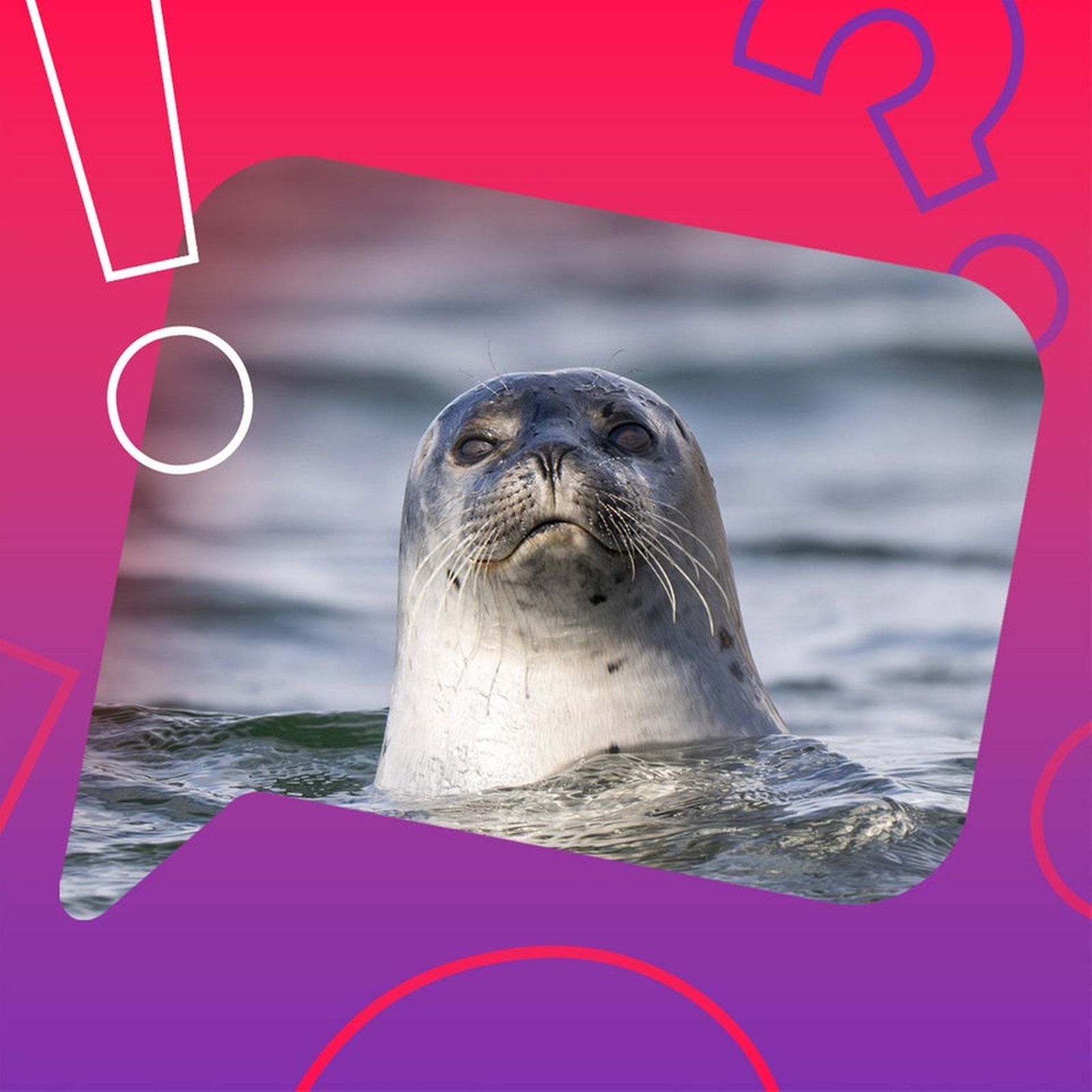 Trinken Seehunde nichts?