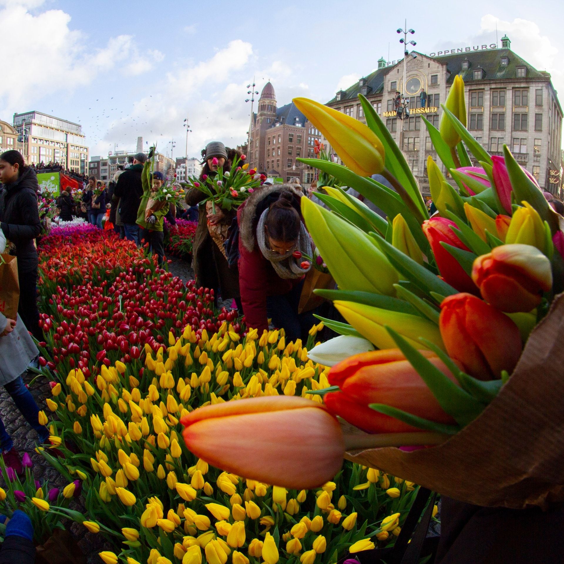 Tulpen in Amsterdam - ohne Pestizide