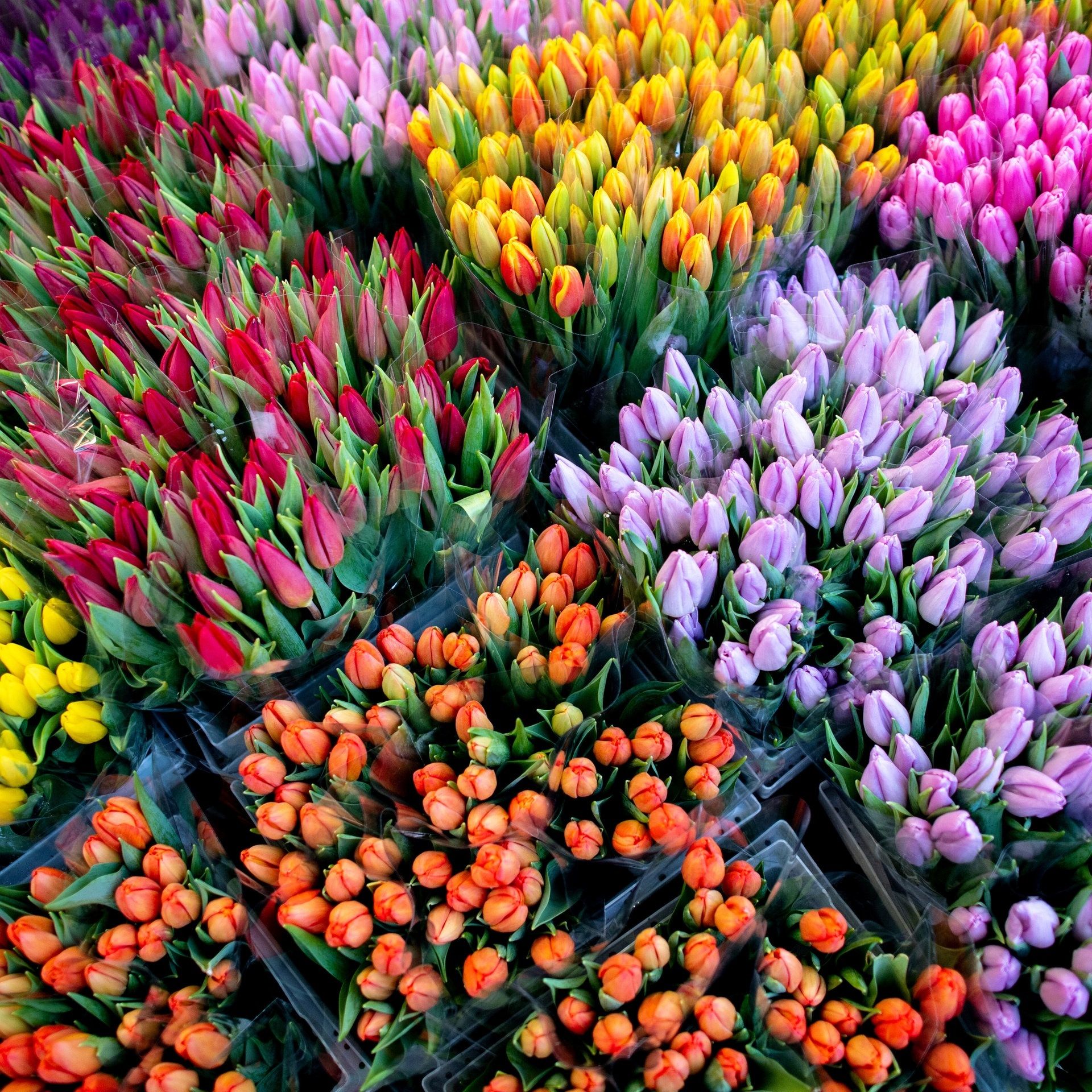 Tulpen kaufen im Winter: Worauf Sie achten sollten