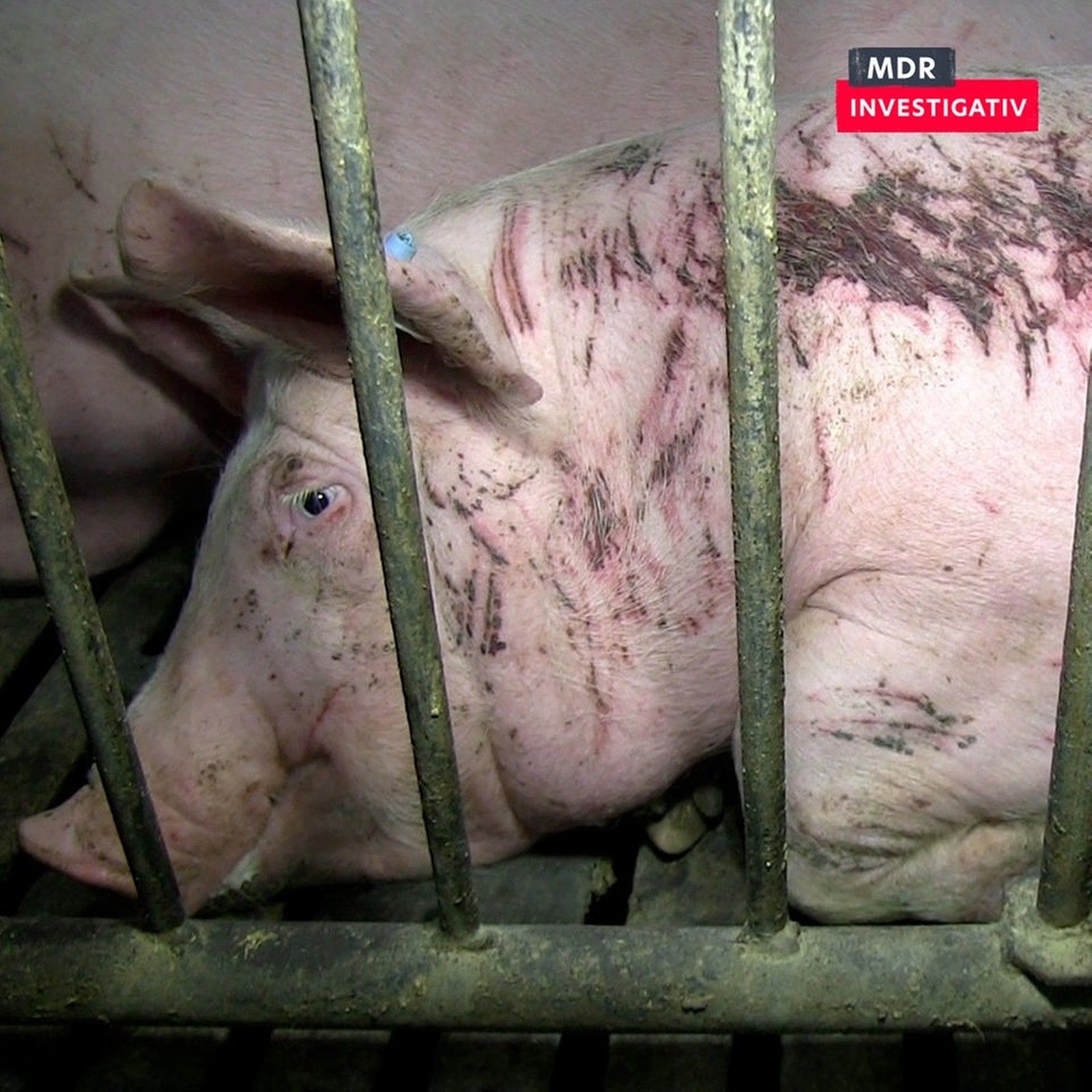 Über 20 Jahre Recherchen zu Tierquälerei: Tut sich was?