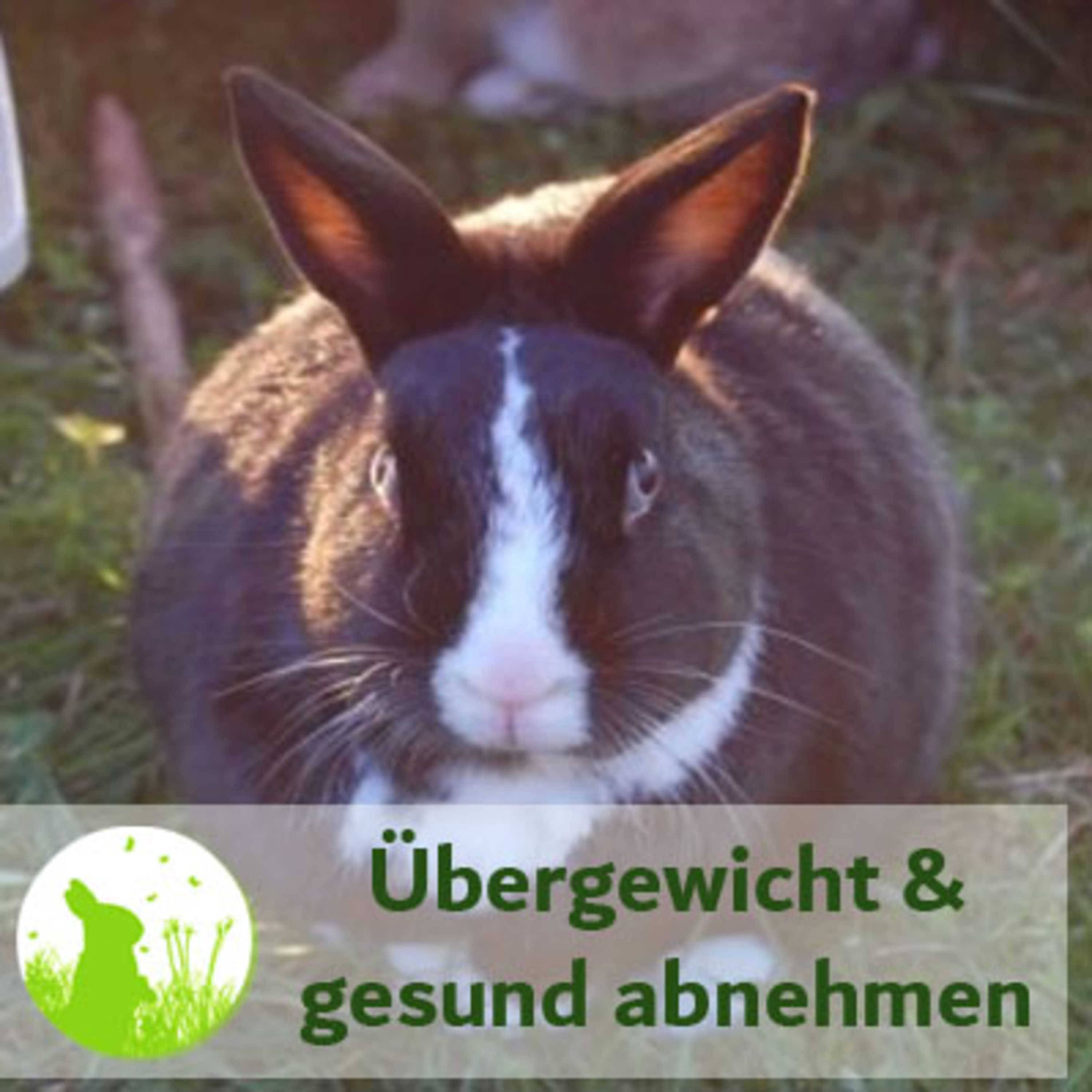 Übergewicht - gesund abnehmen