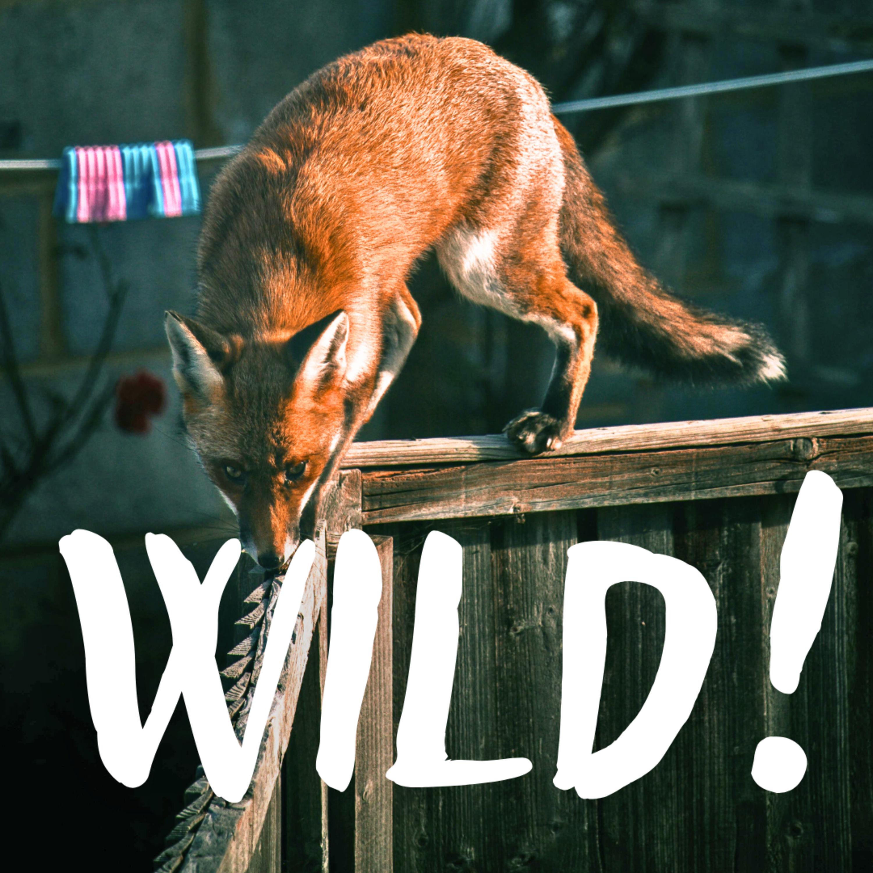Überlebenskünstler Wildtiere – mit Derk Ehlert, Wildtierreferent Berlins