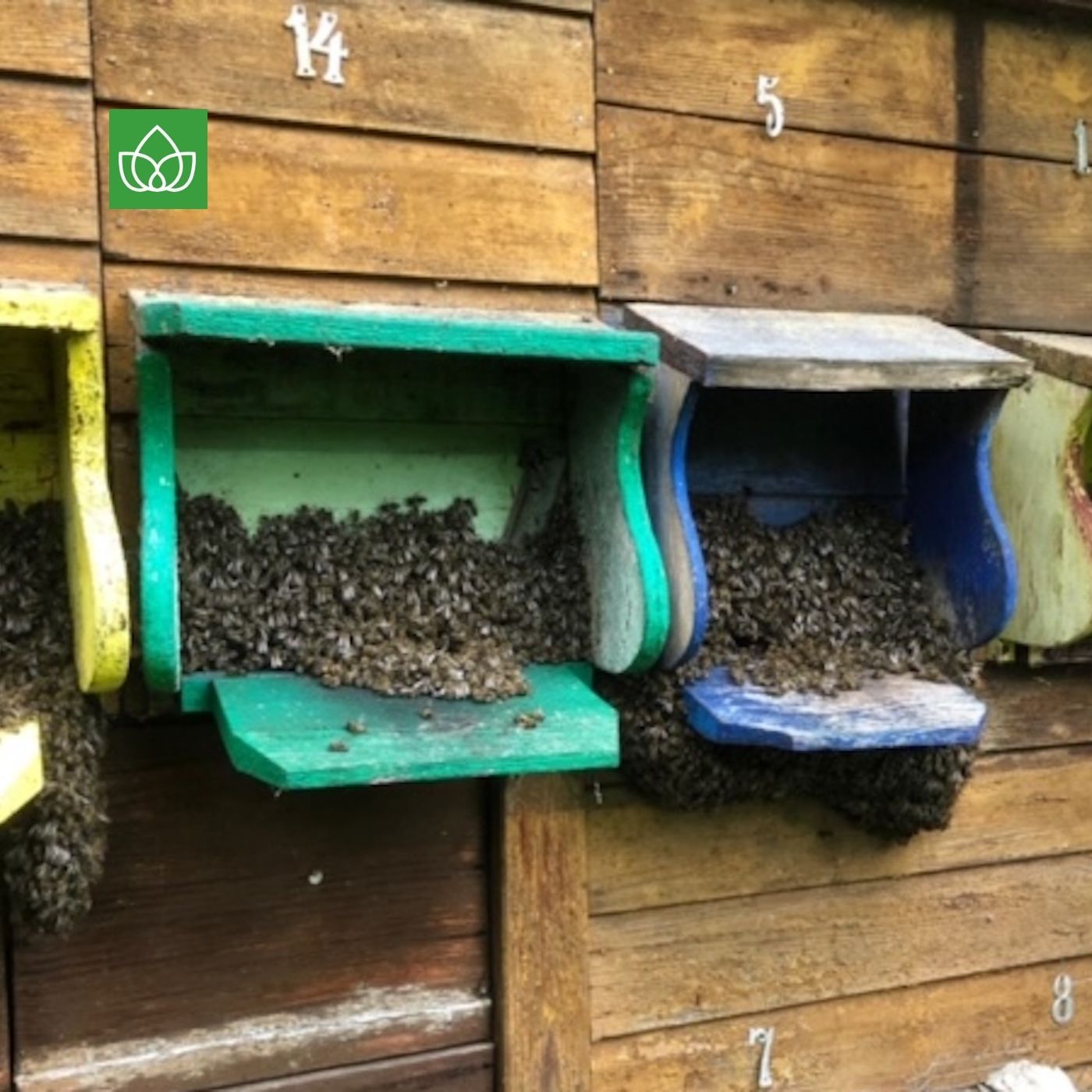 Überraschendes zu den Völkern der Honigbienen