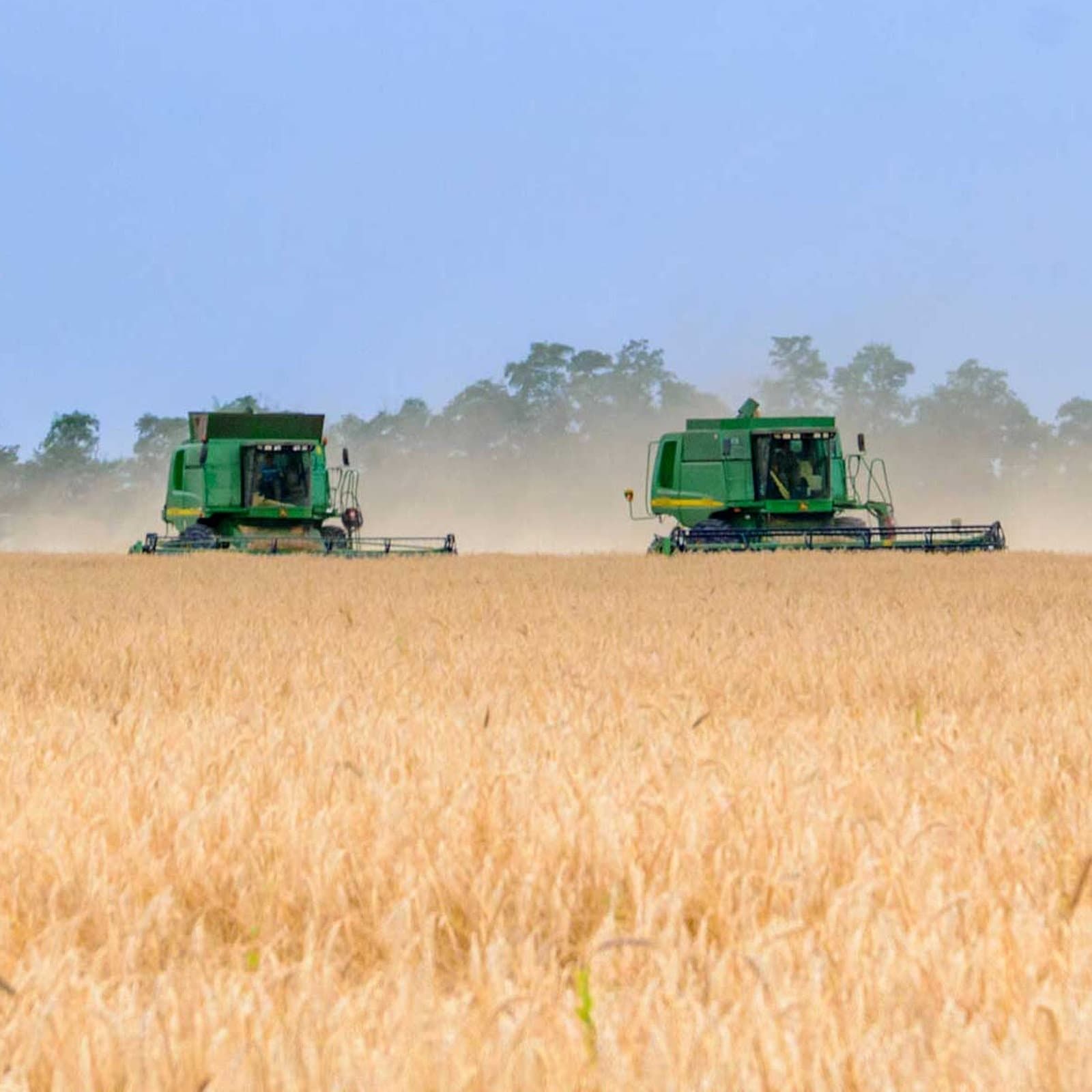 Ukraine: Getreideernte in Kriegszeiten