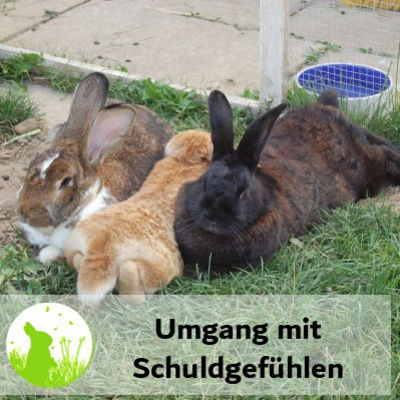 Umgang mit Schuldgefühlen in der Tierhaltung