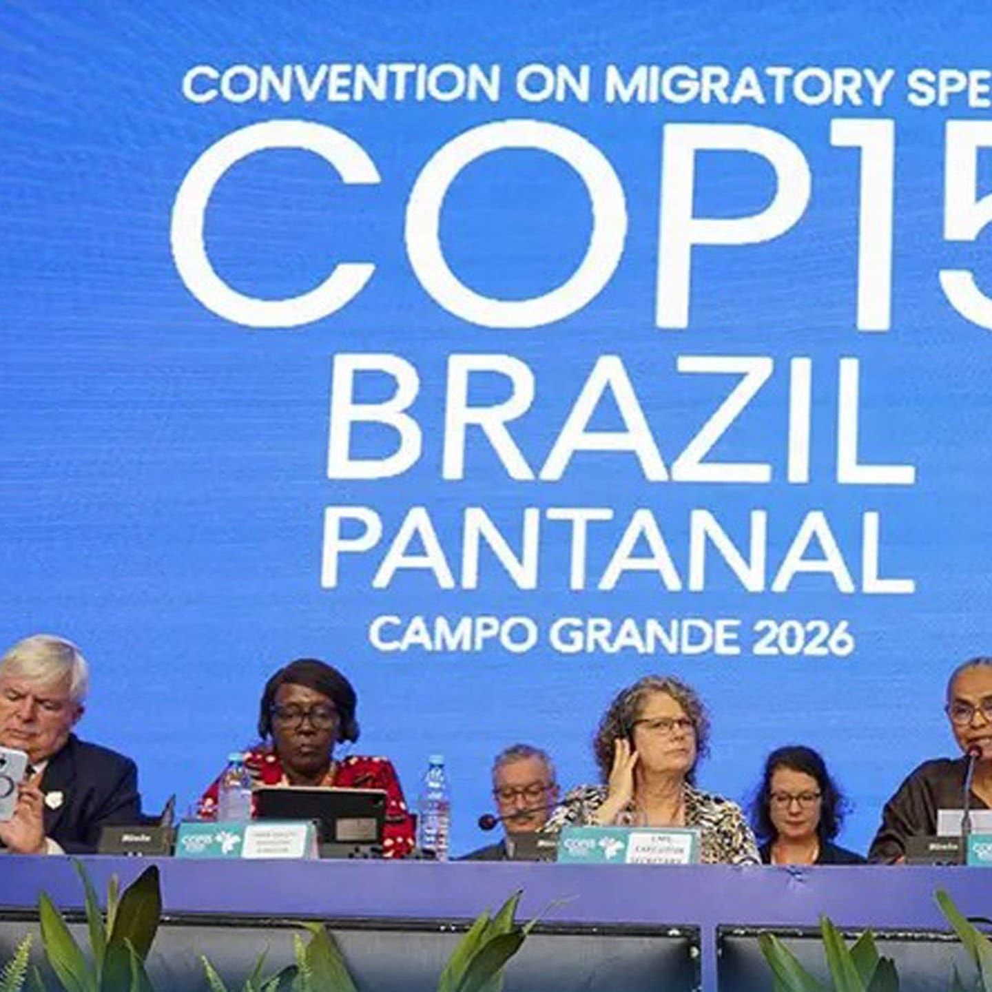 UN-Artenschutzkonferenz in Brasilien : Mehr Schutz für wandernde Tiere weltweit