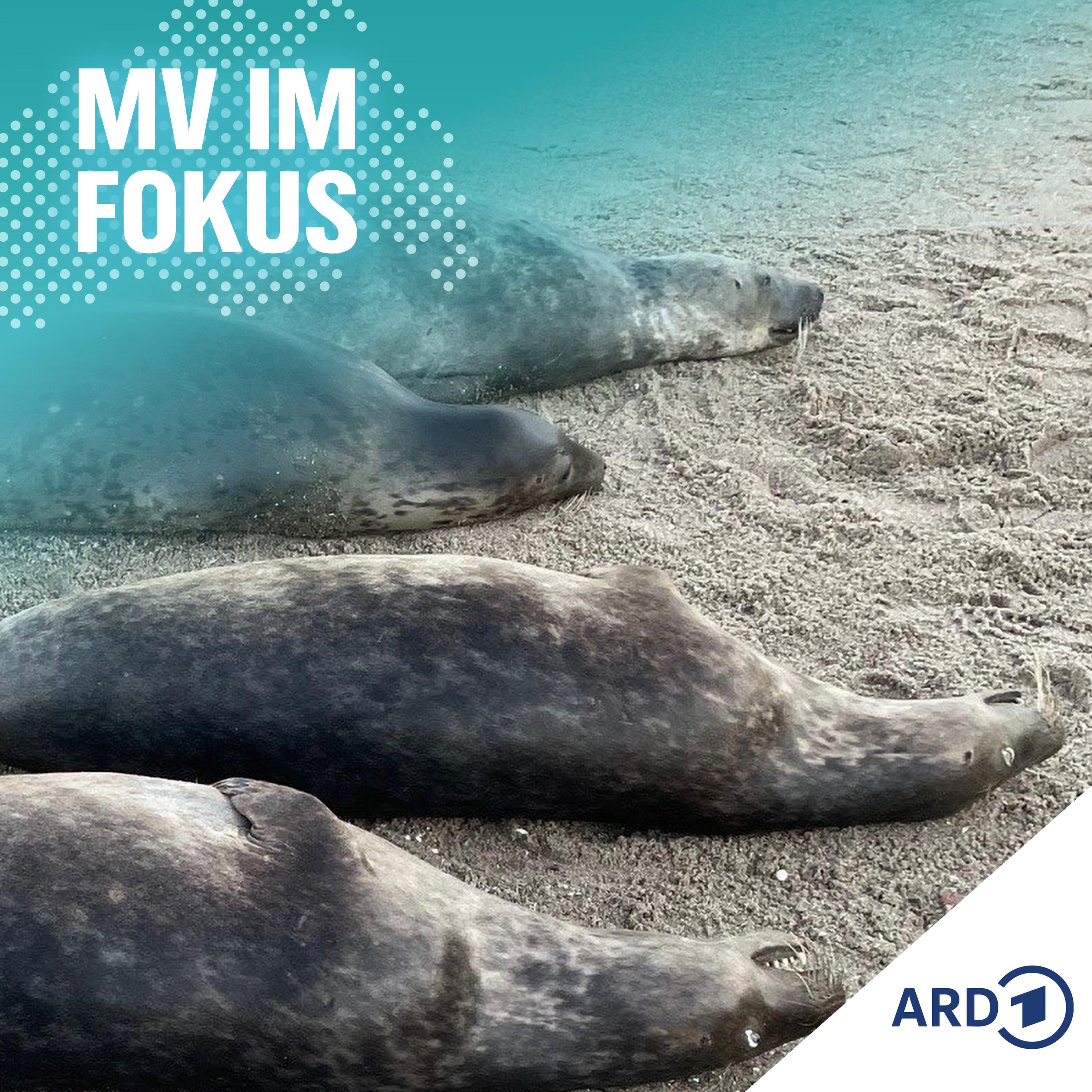 Ungeklärtes Robbensterben in der Ostsee? Rätsel vor Rügen