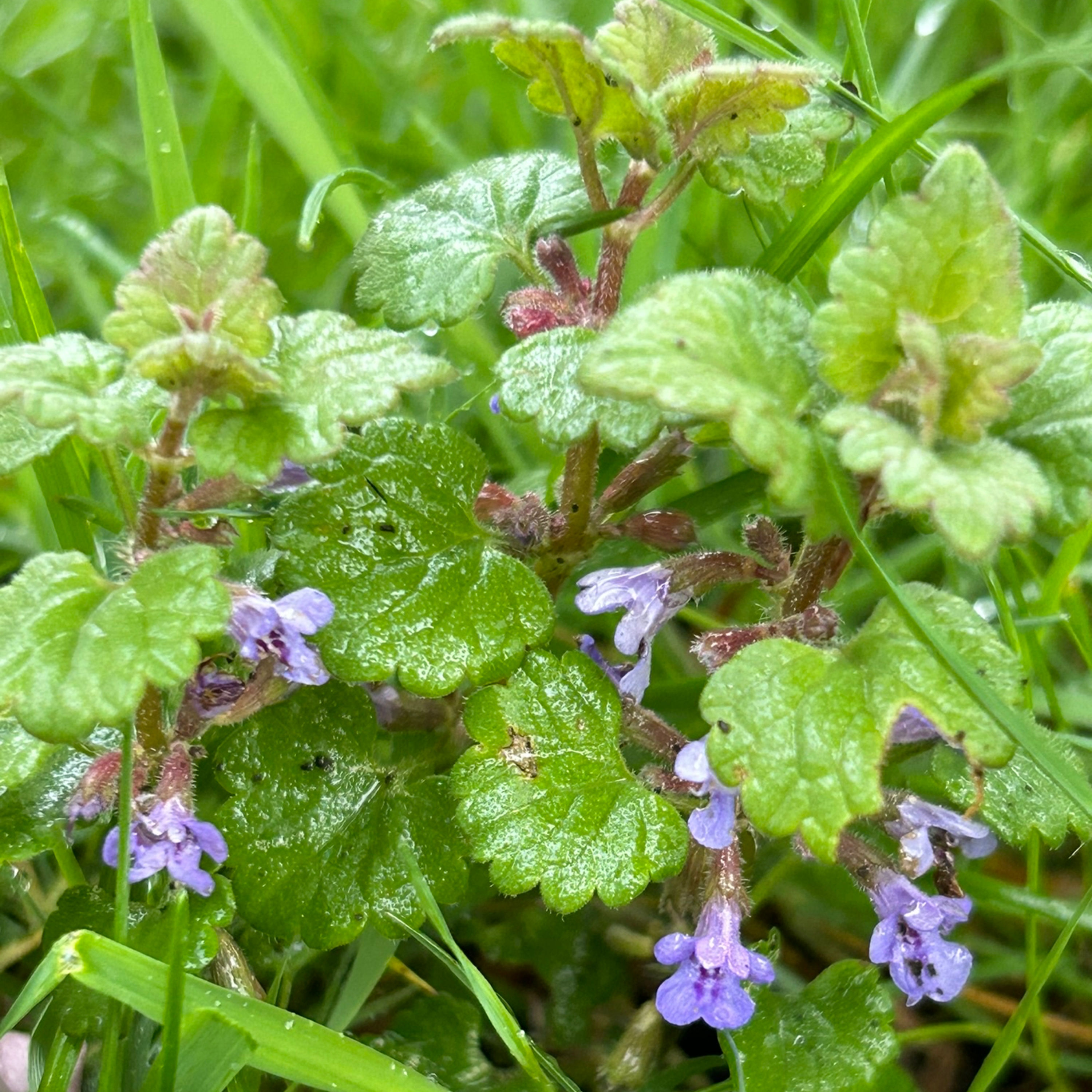 Unkraut, Heilpflanze, Insektenliebling/Gundermann