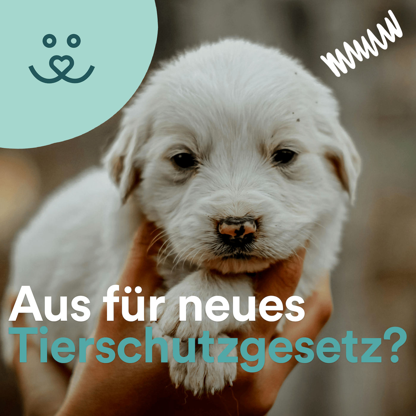 Update 89: Aus für neues Tierschutzgesetz und Windhunderennen-Verbot in Neuseeland 🐾