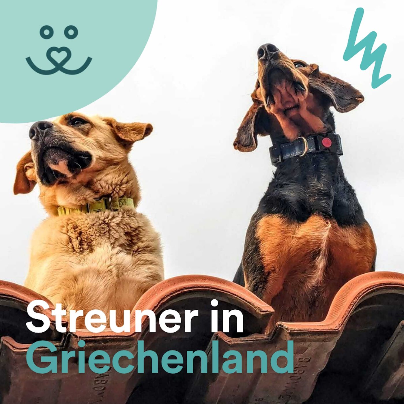 Update No. 84: Dr.Dolittle Sanctuary hilft Streunern in Griechenland 🐕🐈‍⬛