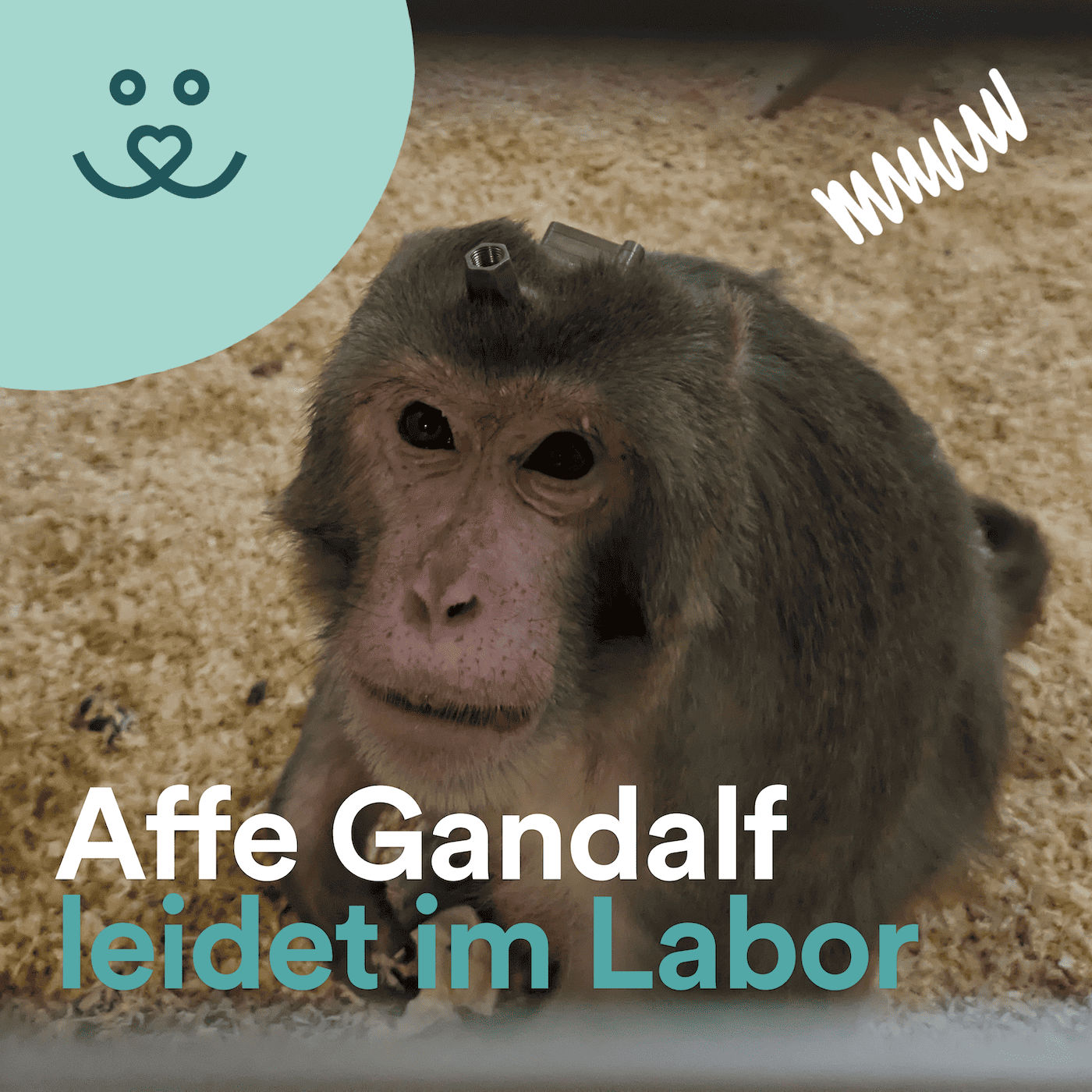 Update No. 87 Limburger Tauben, Affe Gandalf & Nashorn-Radioaktivität 🕊️🐒🦏