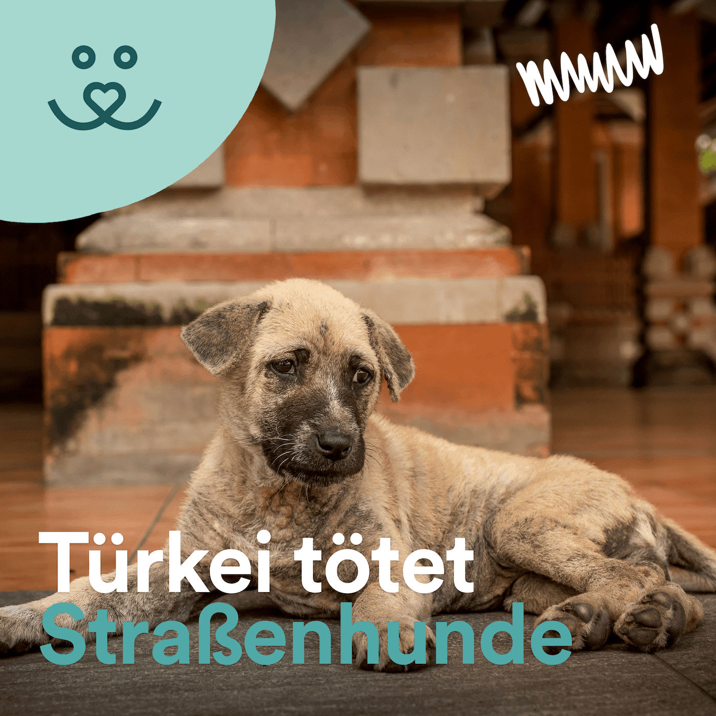 Update No. 88: Türkei will Straßenhunde töten, Stunk wegen Hundeparfüm & ausgesetzte Haustiere 🐶😰