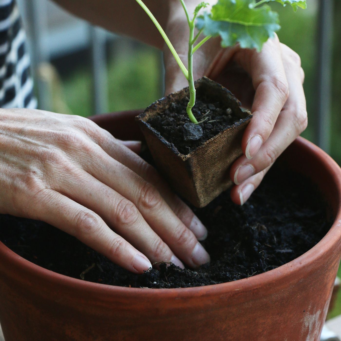 Urban Gardening für Anfänger*innen