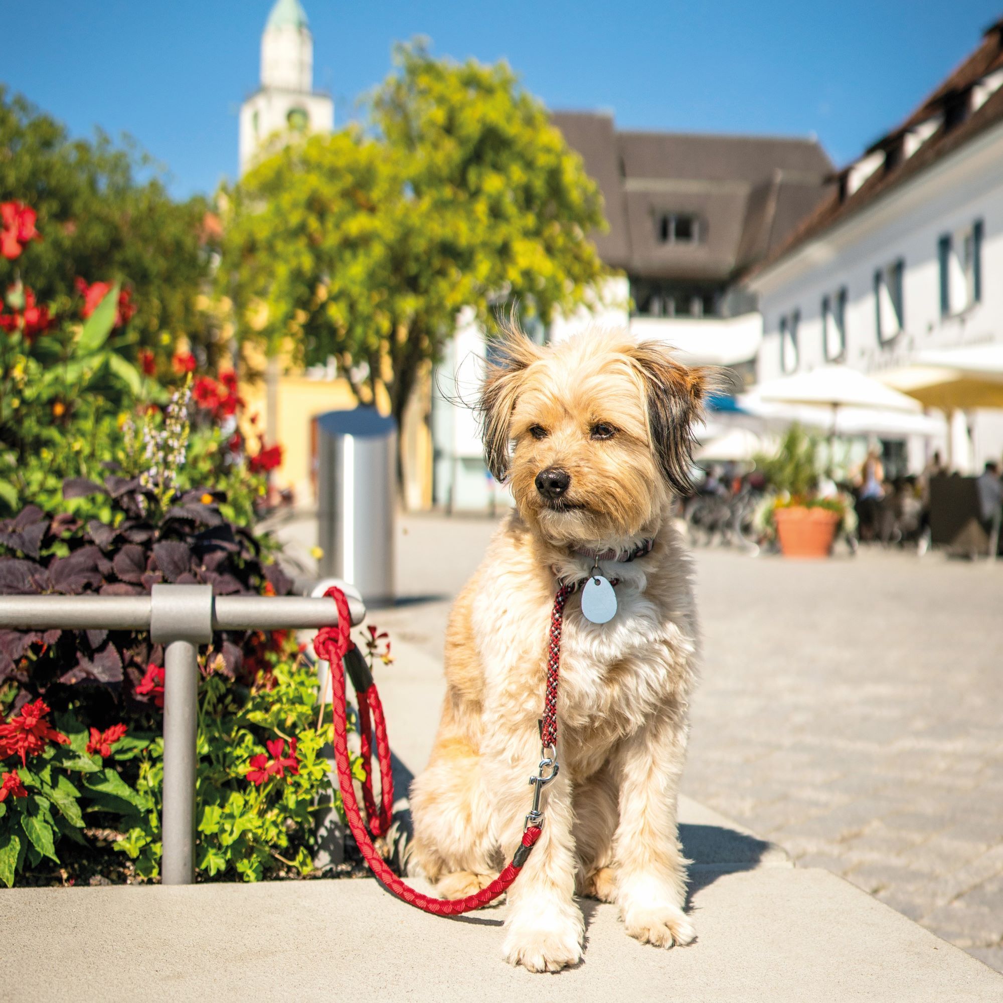 Urlaub mit Hund am Bodensee - Tipps vom Profi