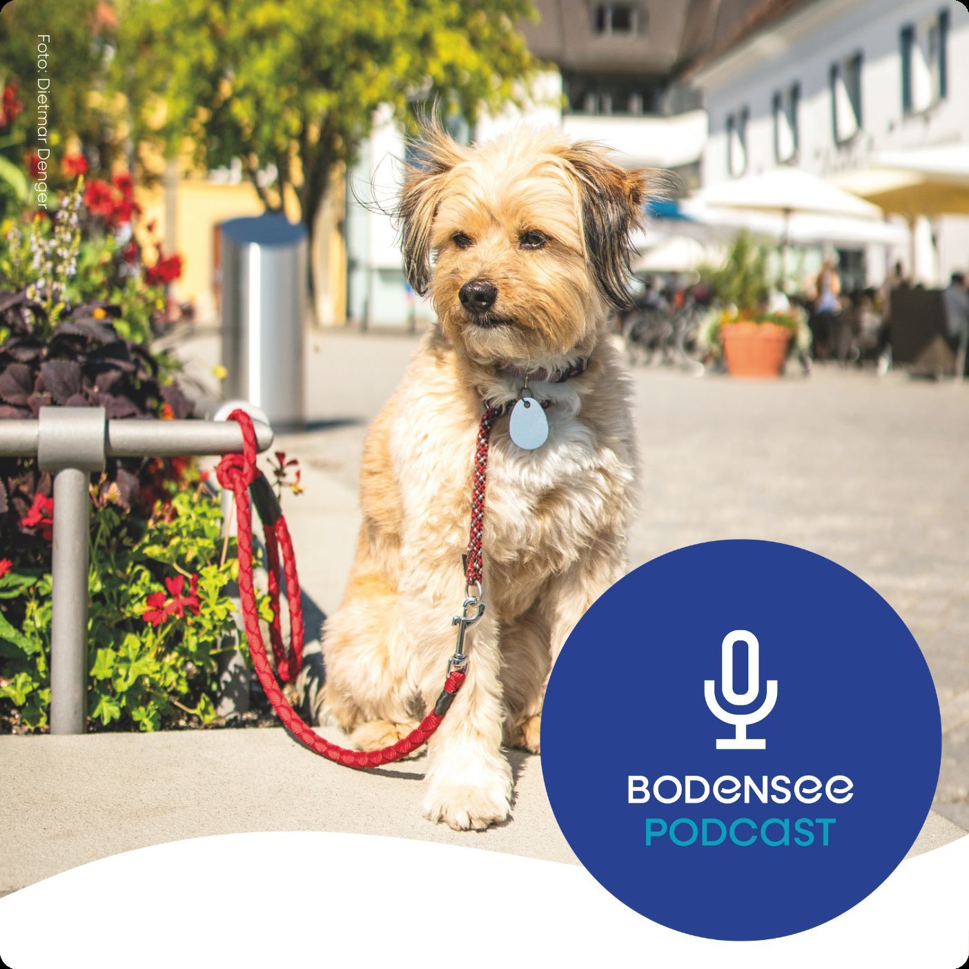 Urlaub mit Hund am Bodensee - Tipps vom Profi