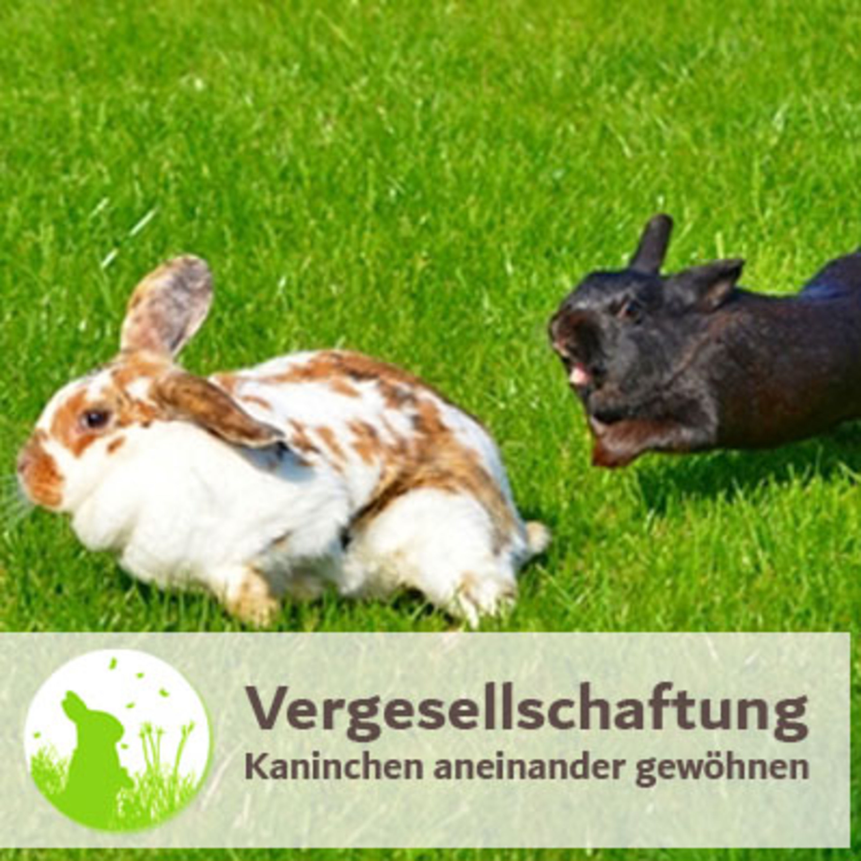 Vergesellschaftung Teil 3: Unverträgliche Kaninchen