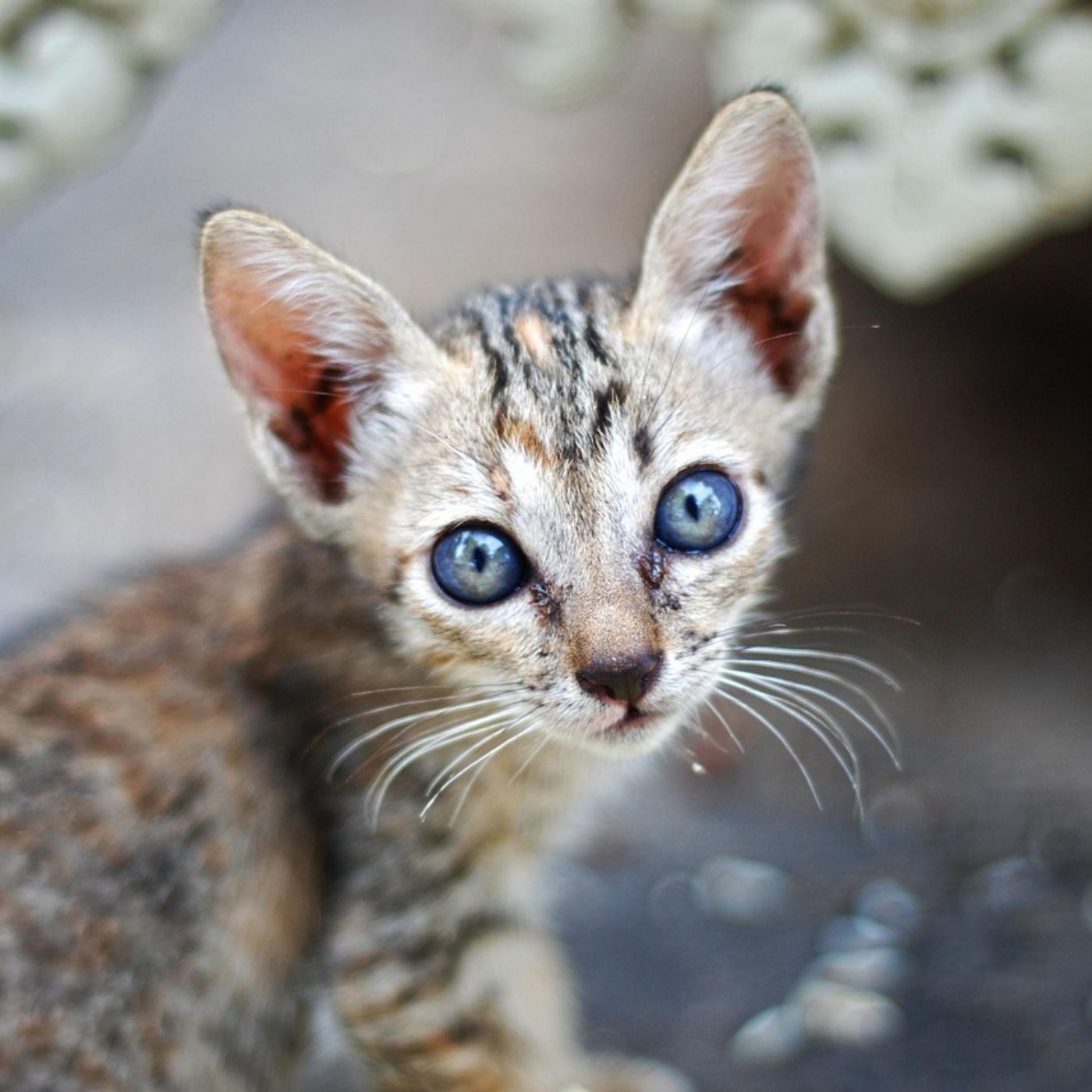 Viel Unwissen über Straßenkatzen
