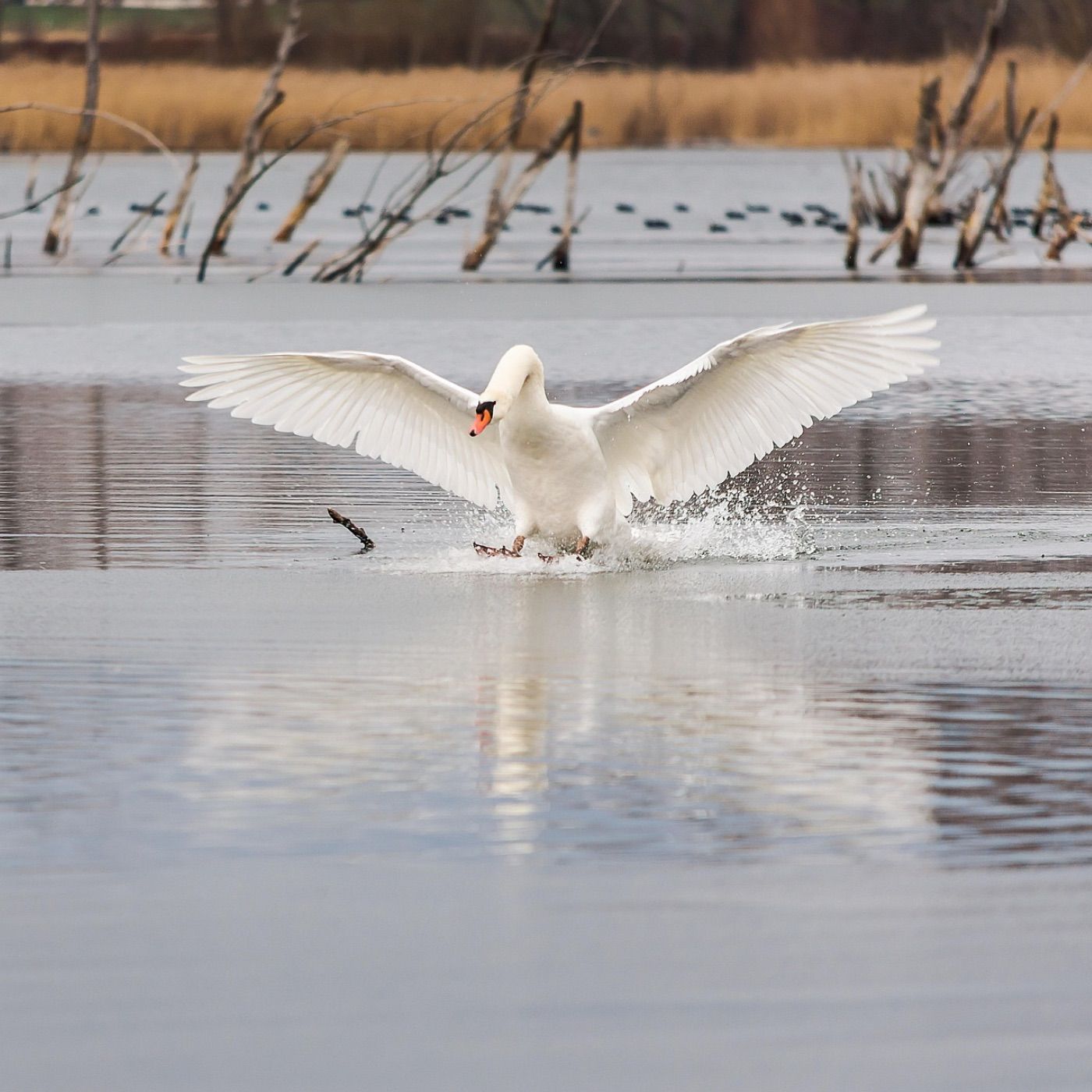 Vipassana Meditation
