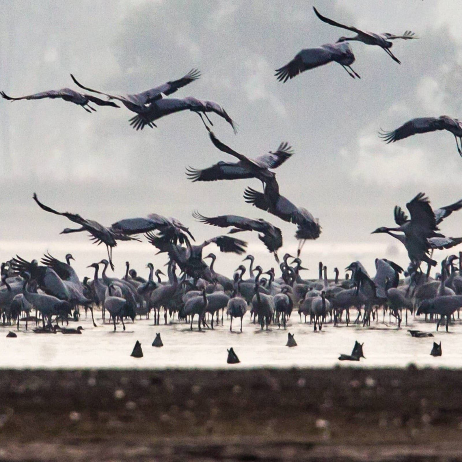 Vogelgrippe breitet sich aus
