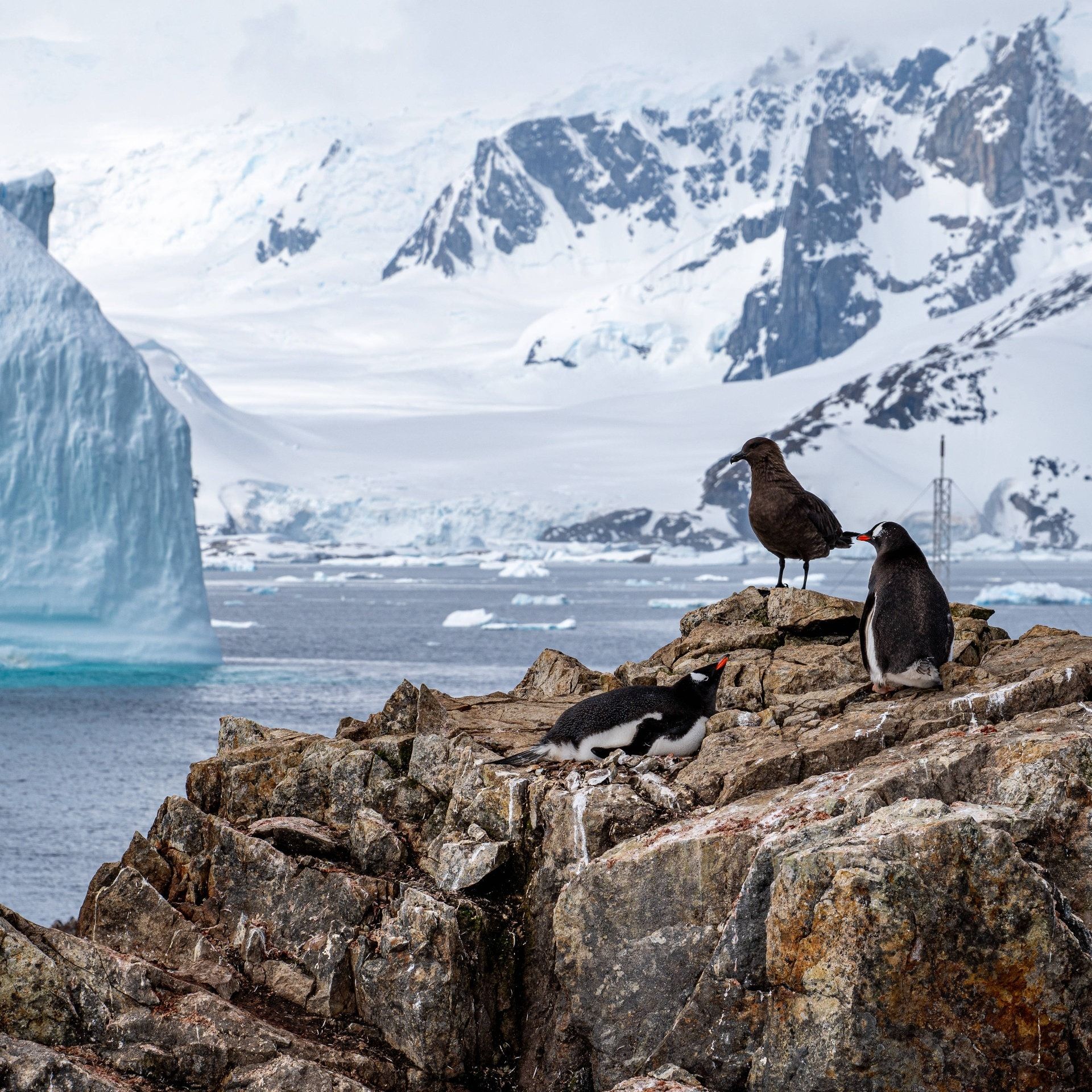 Vogelgrippe in der Antarktis: Könnte sie ganze Populationen ausrotten?