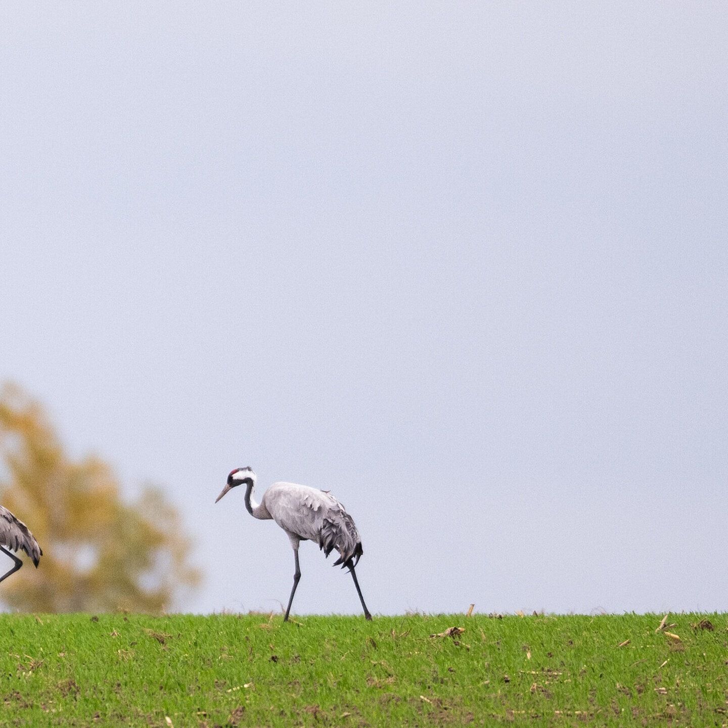 Vogelgrippe in SWR3Land