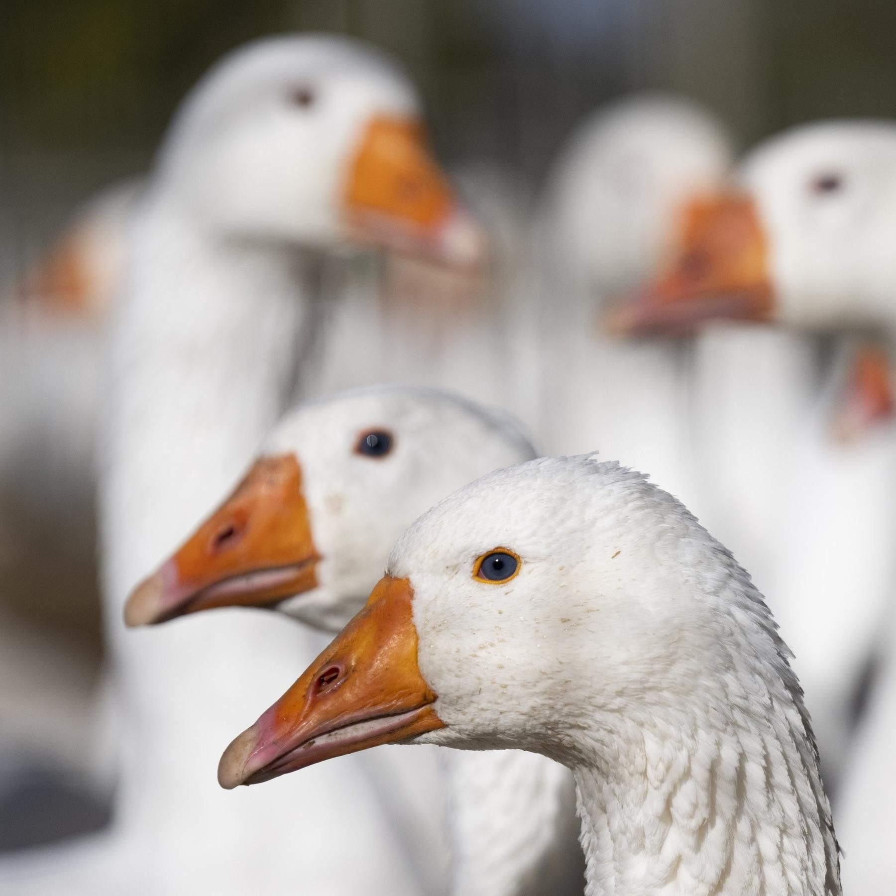 Vogelgrippe und die Übertragung auf den Menschen