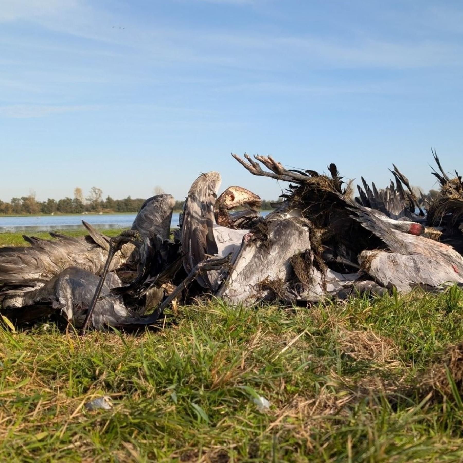 Vogelgrippe - Warum sich das Virus gerade rasant verbreitet