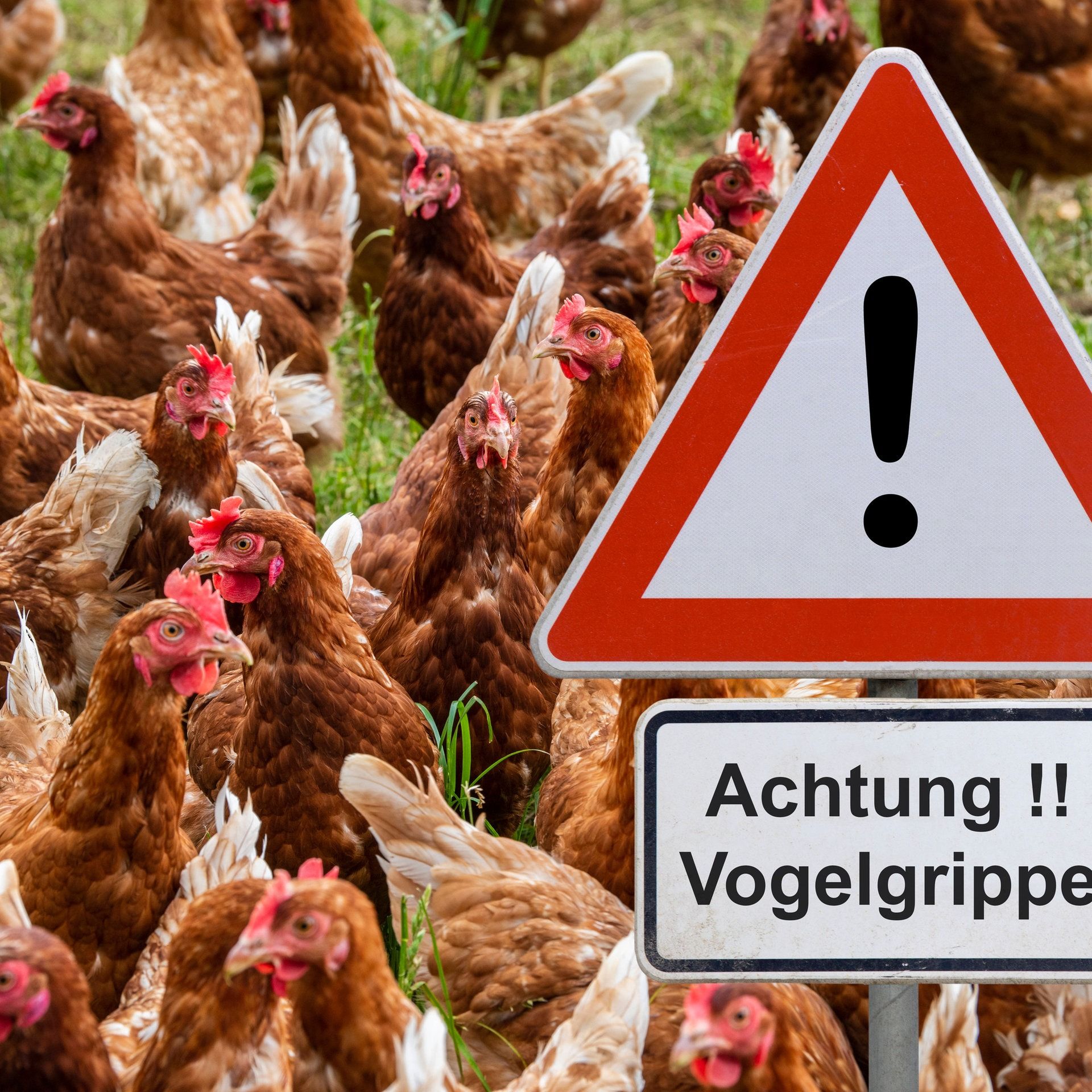 Vogelgrippe: Welche Rolle spielt die intensive Tierhaltung bei der Entwicklung der klassischen Geflügelpest?