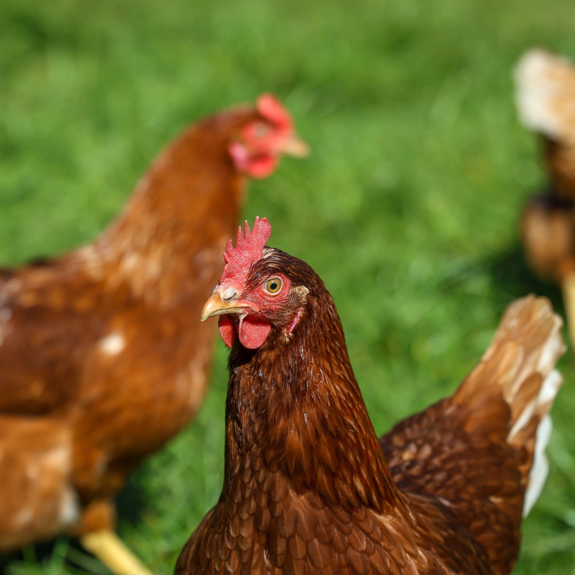 Vogelgrippe: Zwischen Stallpflicht und Geflügelschau