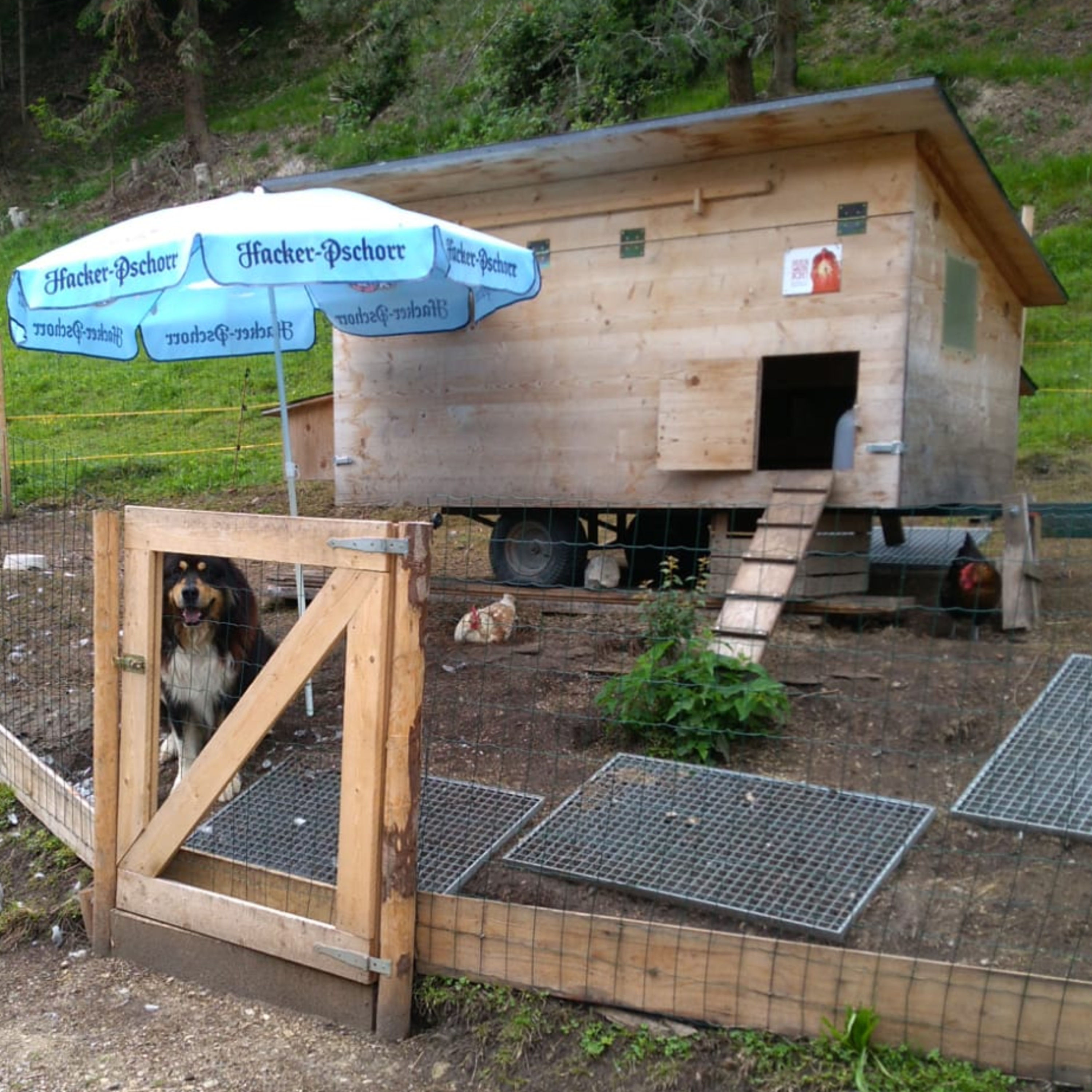 Vom Hühnchen zum Ei-Düngung mit Eierschalen