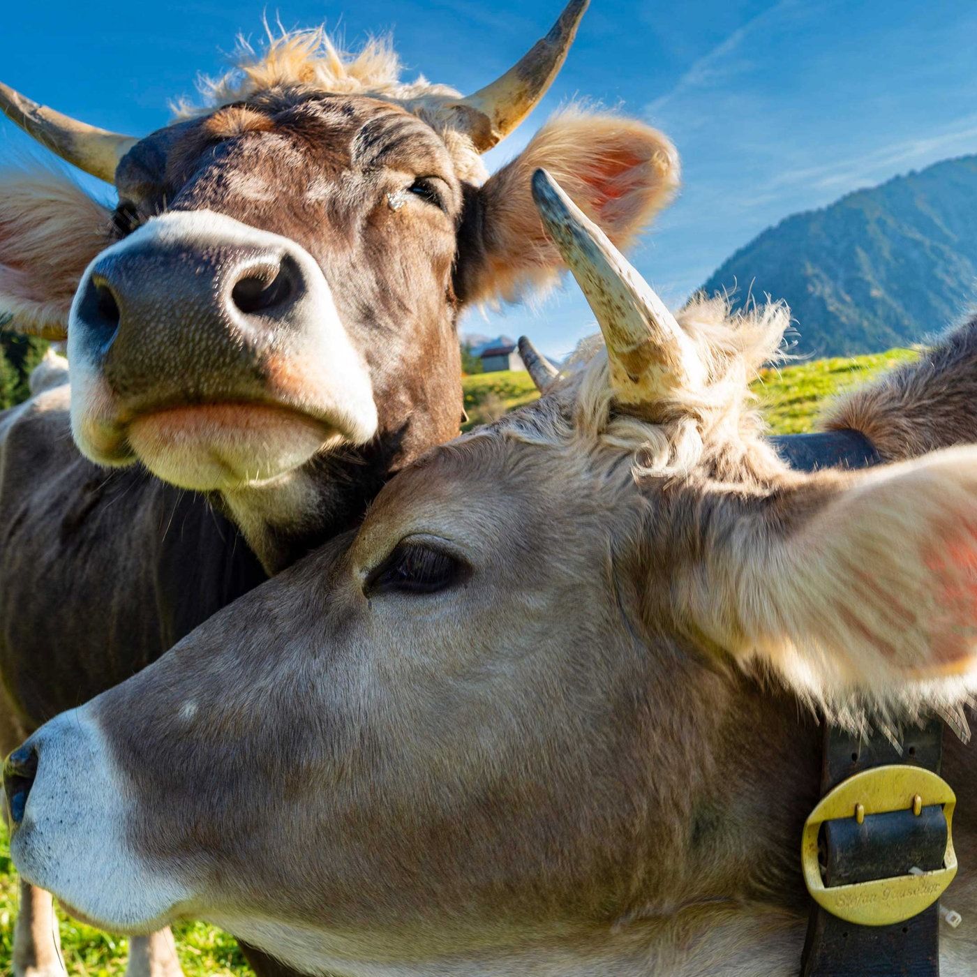 Von Braunvieh, Ziegenmist und Bergkartoffeln – Bäuerliches Leben in den Alpen