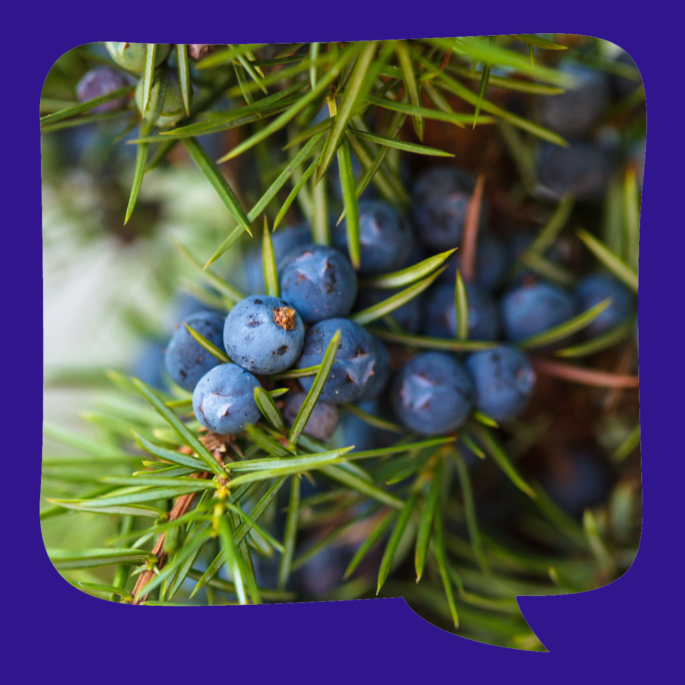 Von dem Machandelbaum | nach Ludwig Bechstein | erzählt von Reiner Müller